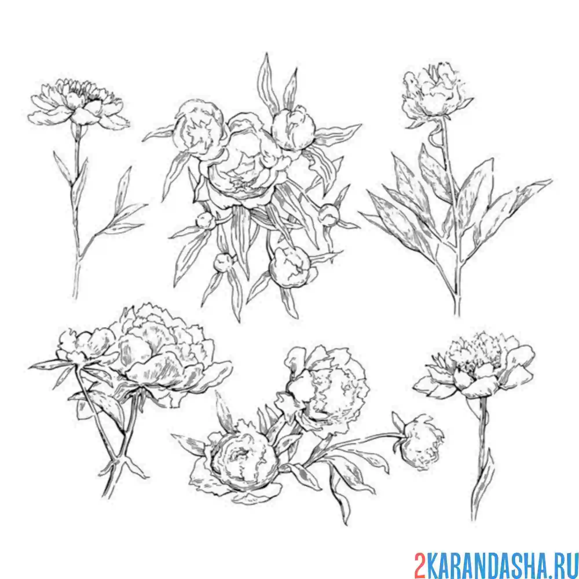 Раскраска разные пионы