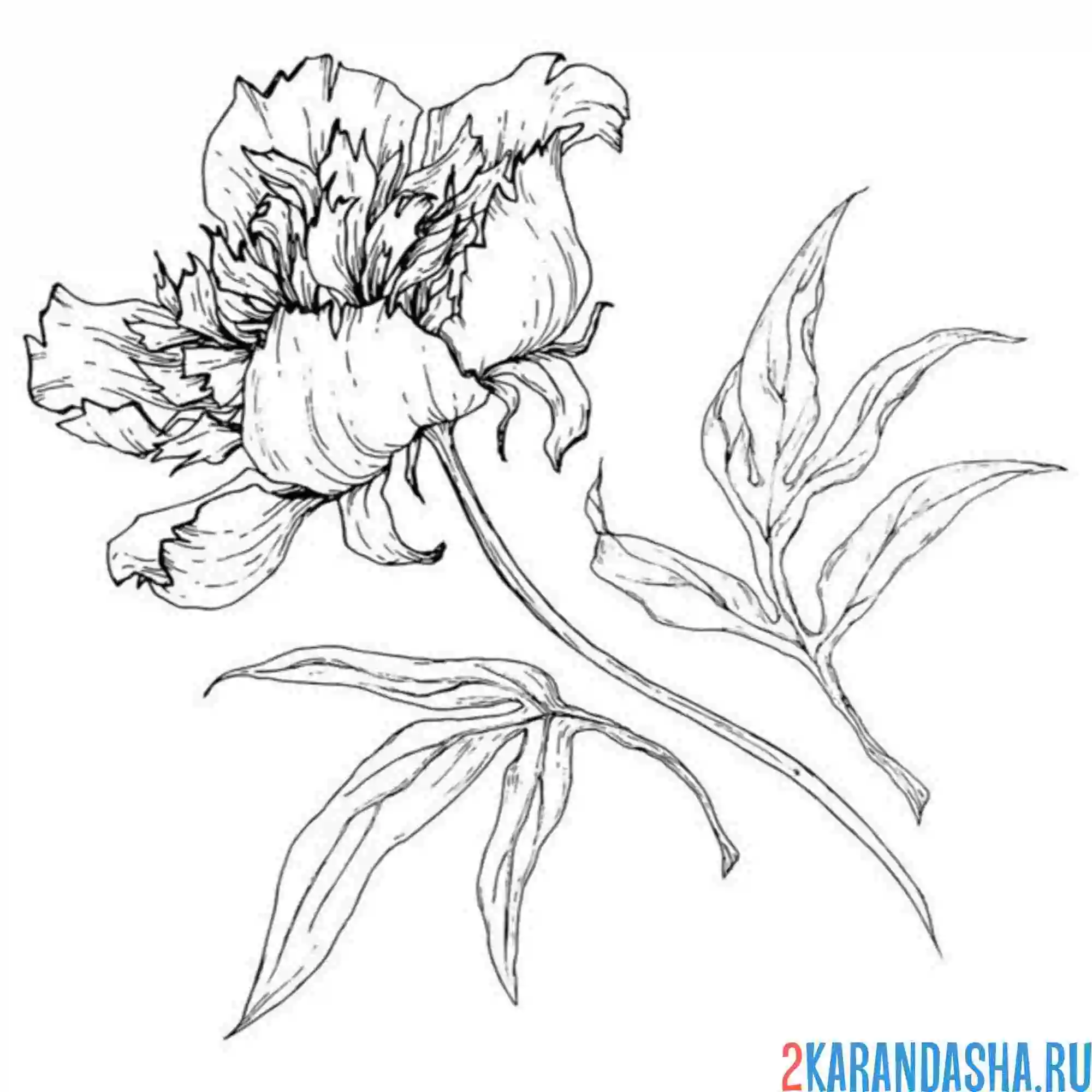 Раскраска пион начинается распускаться