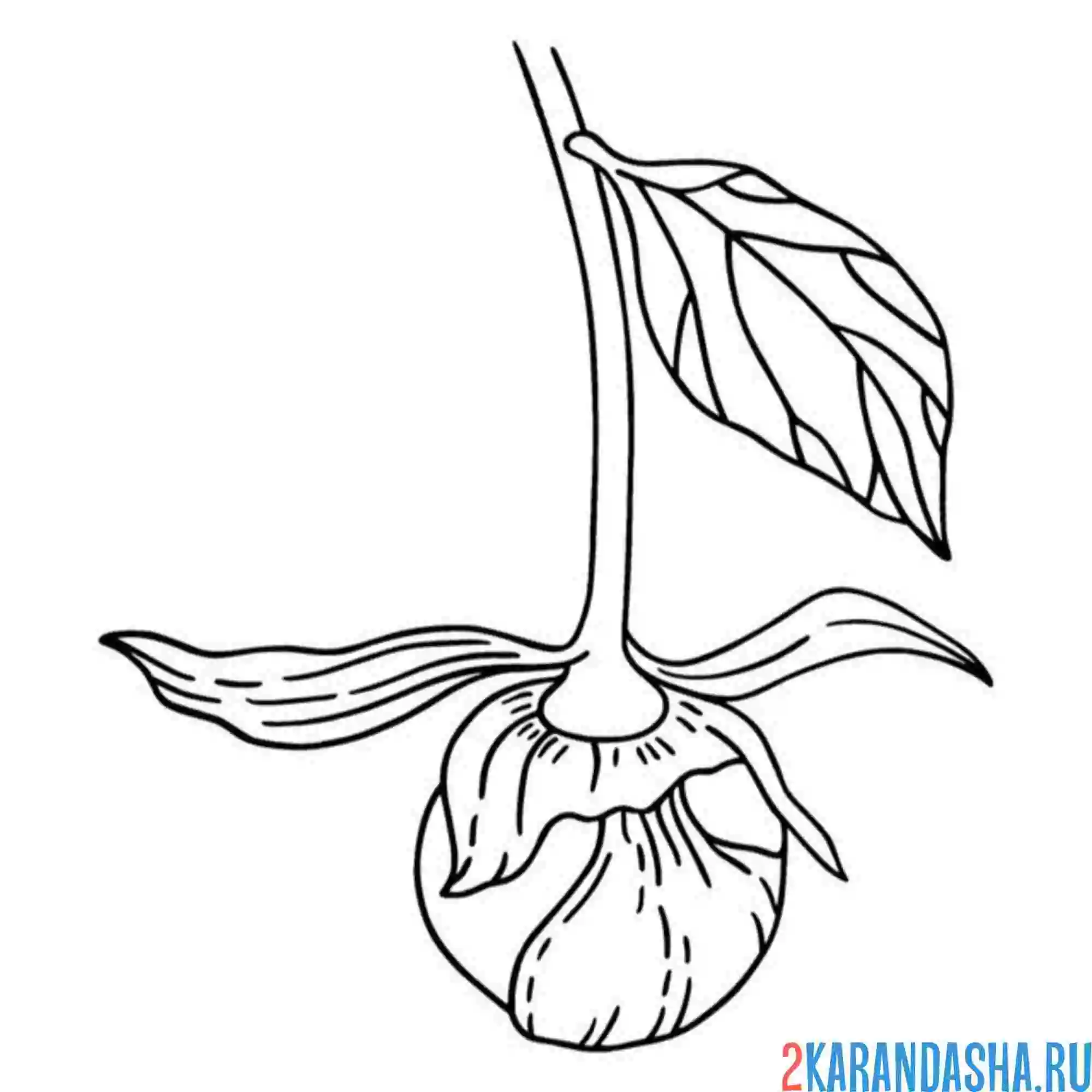 Раскраска пион бутон
