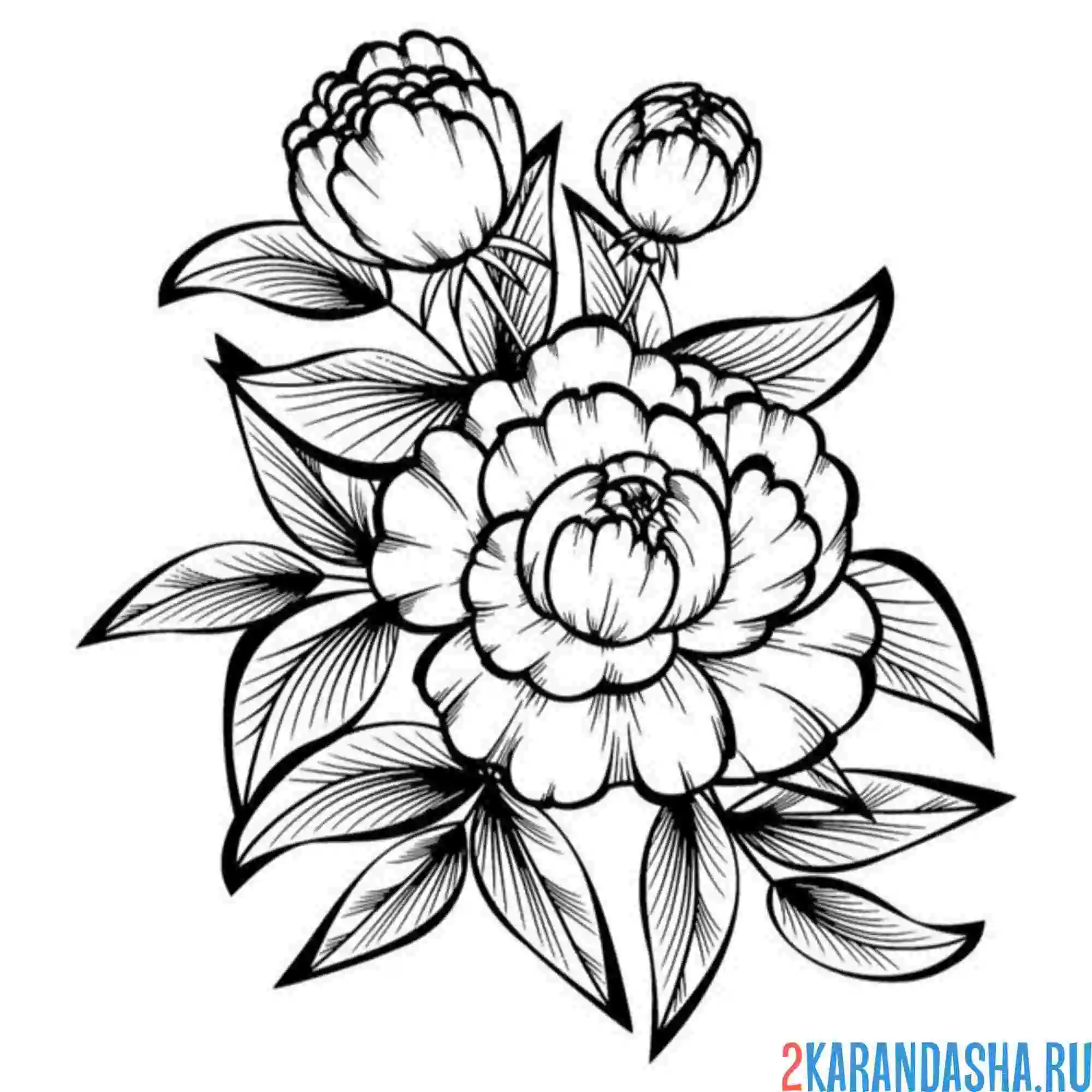 Раскраска пион иллюстрация тату
