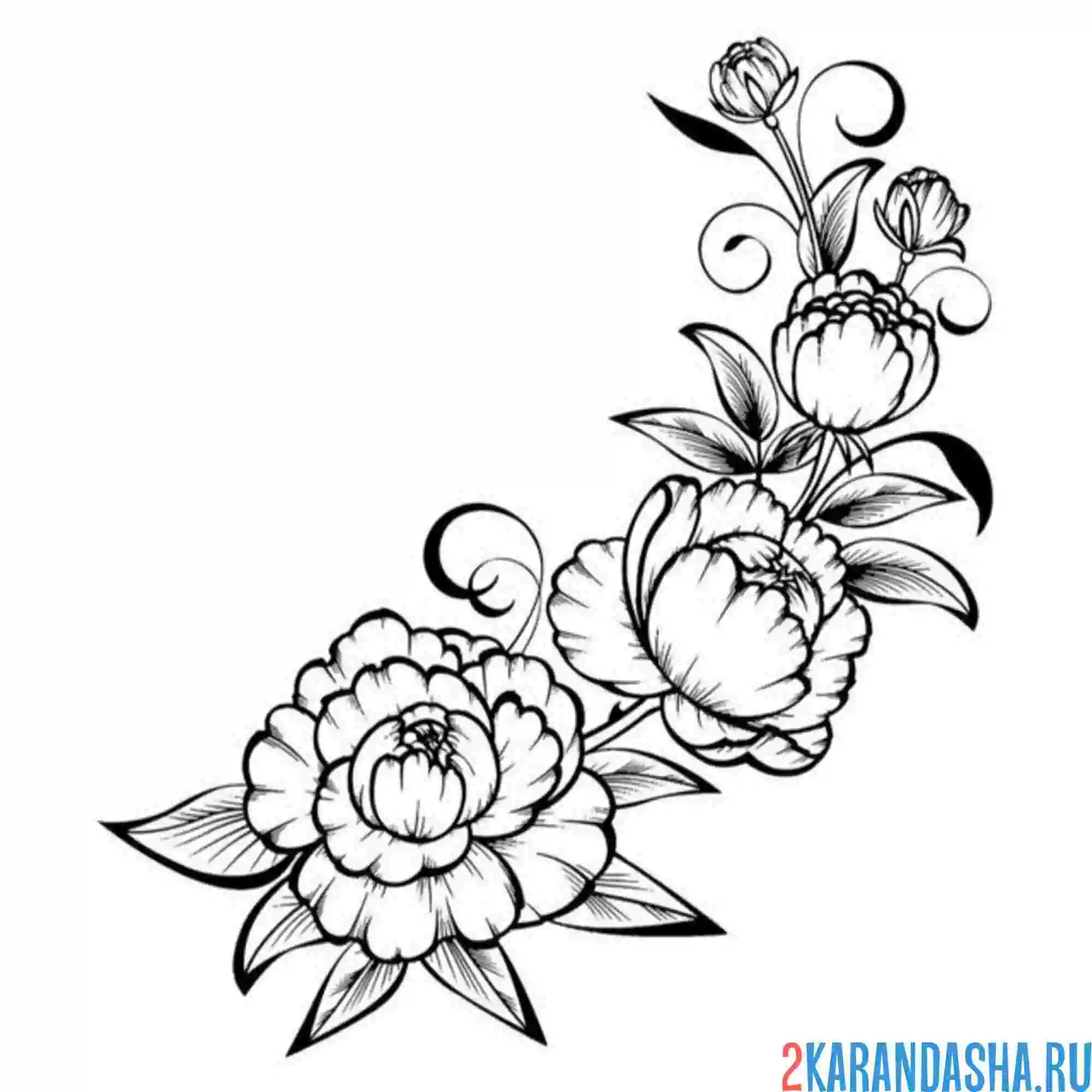 Раскраска тату с пионами шаблон