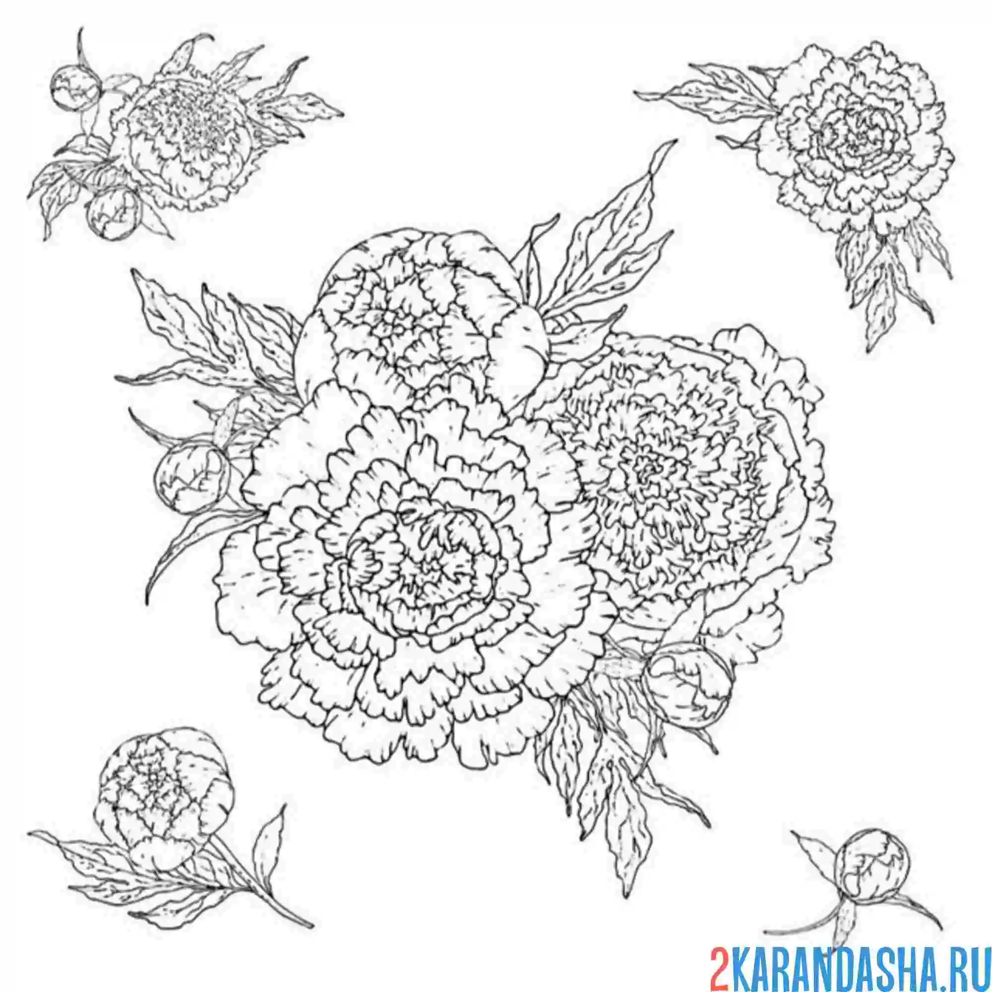 Раскраска выбери пион