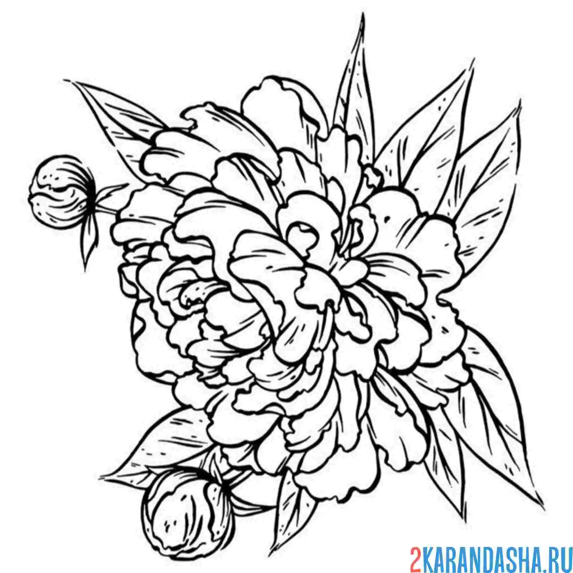 Раскраска красивый пион цветок
