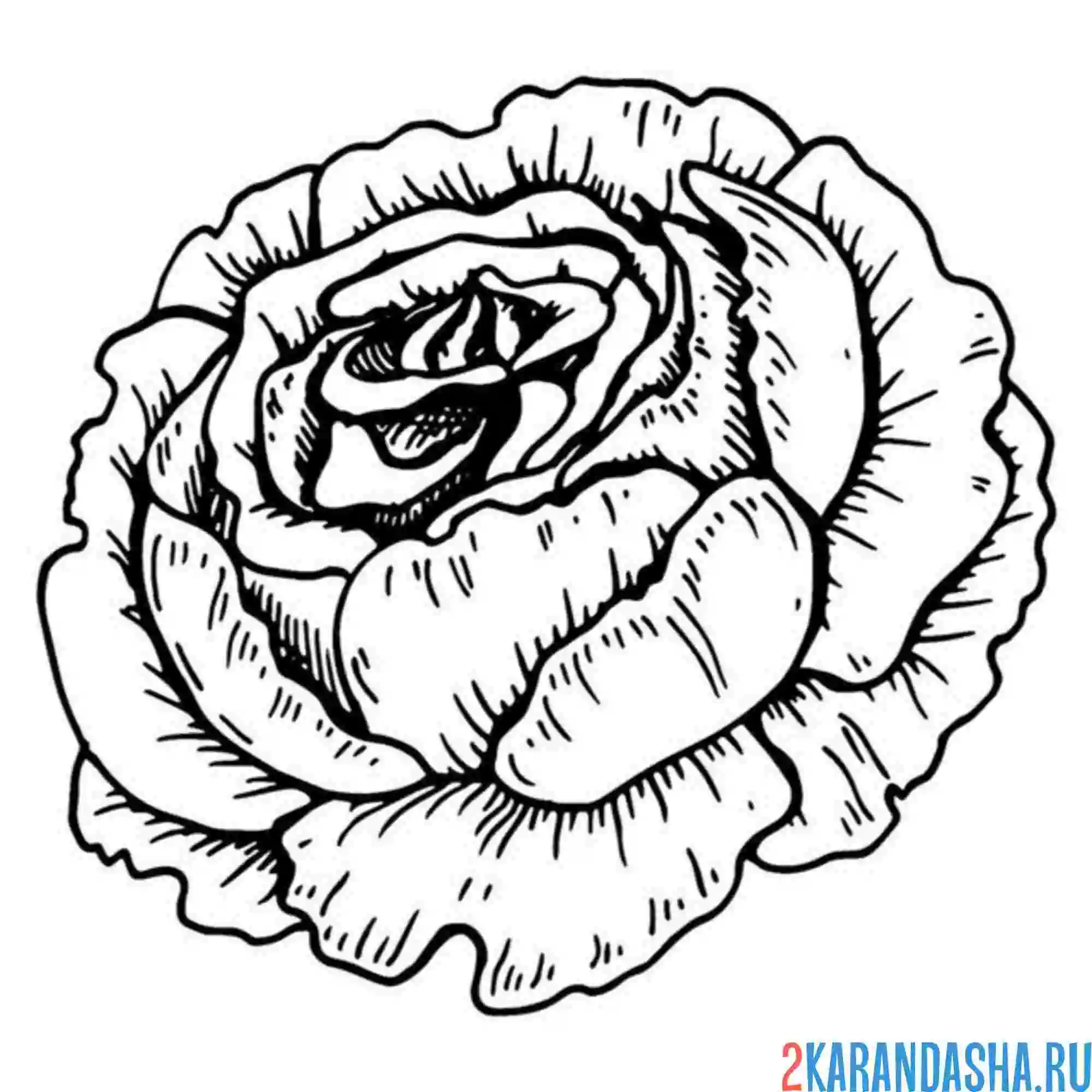 Раскраска еще не раскрылся пион