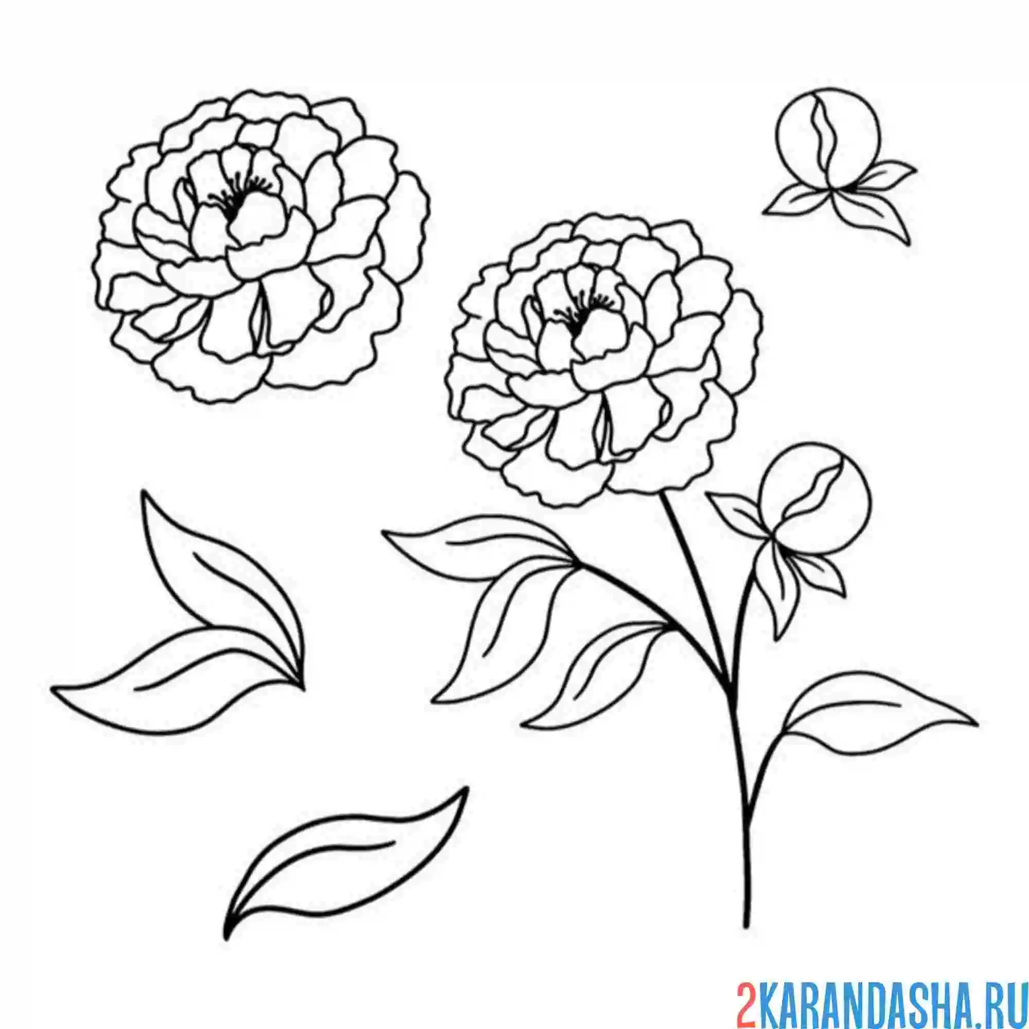 Раскраска пион по частям