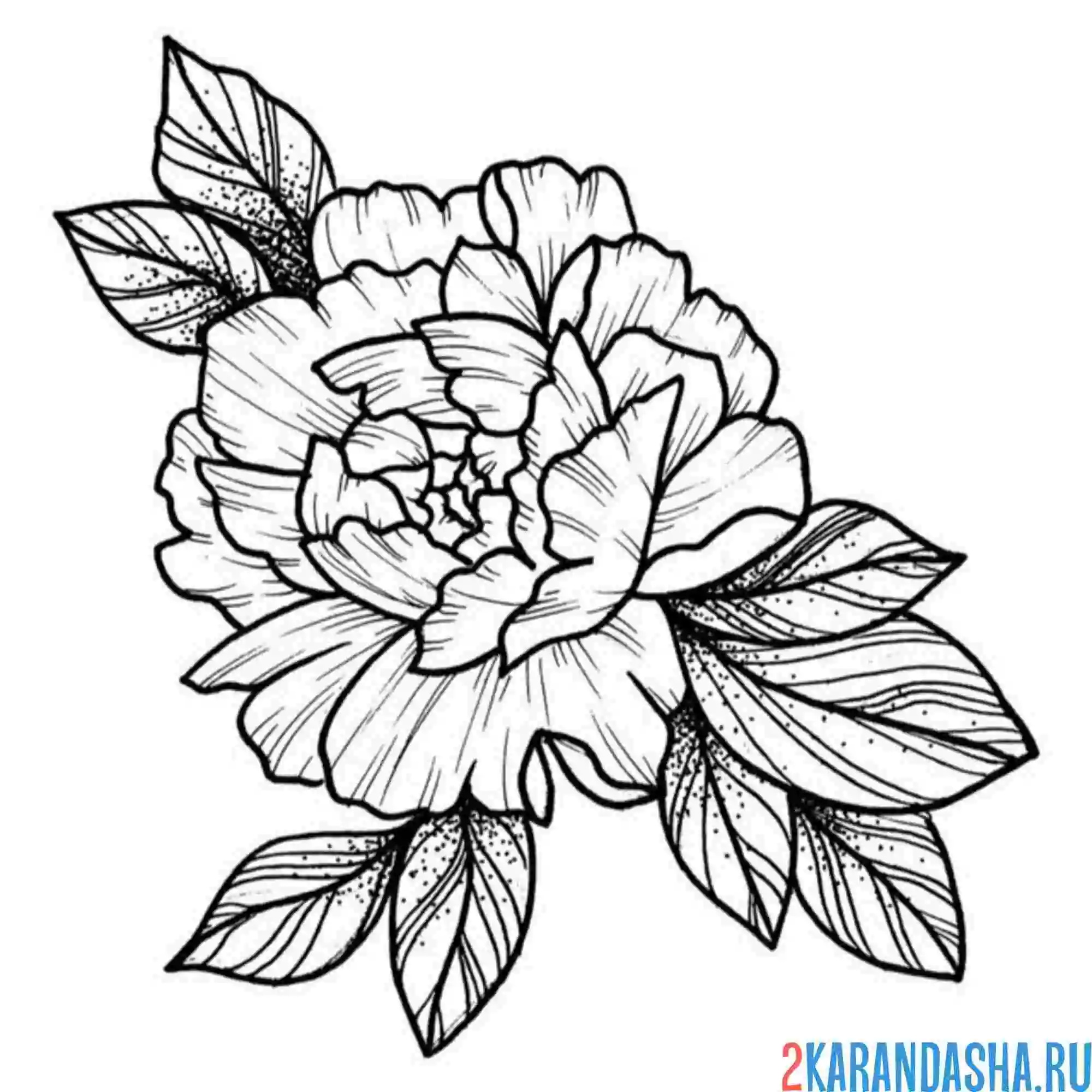 Раскраска пион с листьями