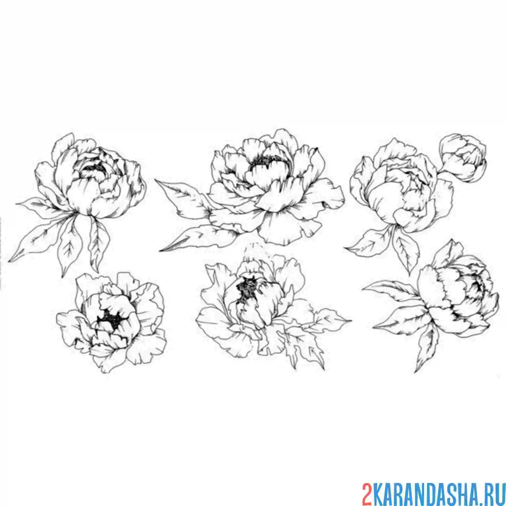 Раскраска много пионов