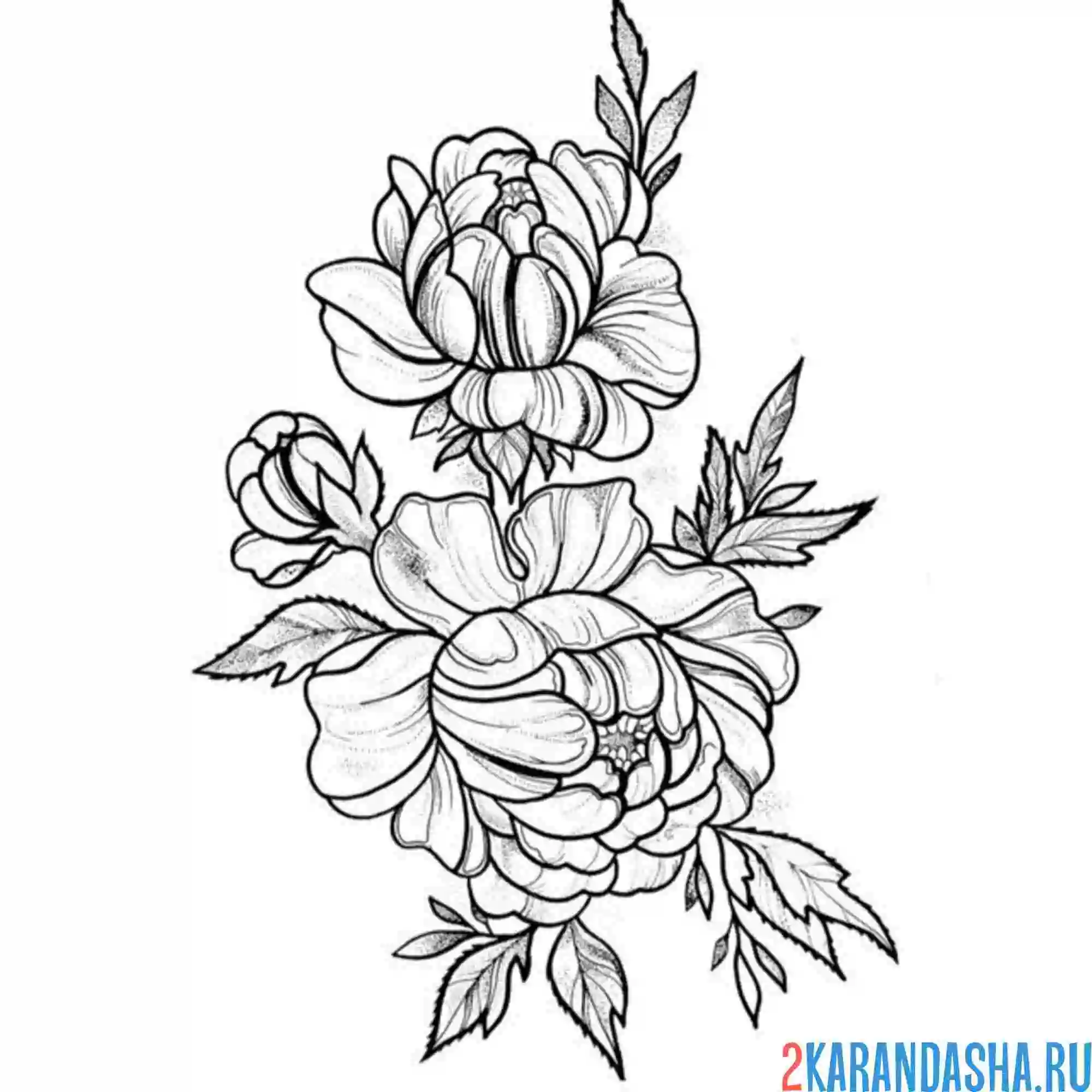 Раскраска прекрасный цветок пион