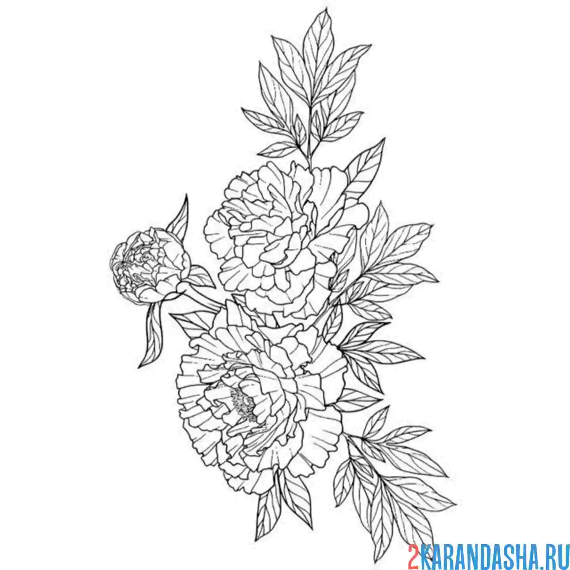 Раскраска сорт пиона