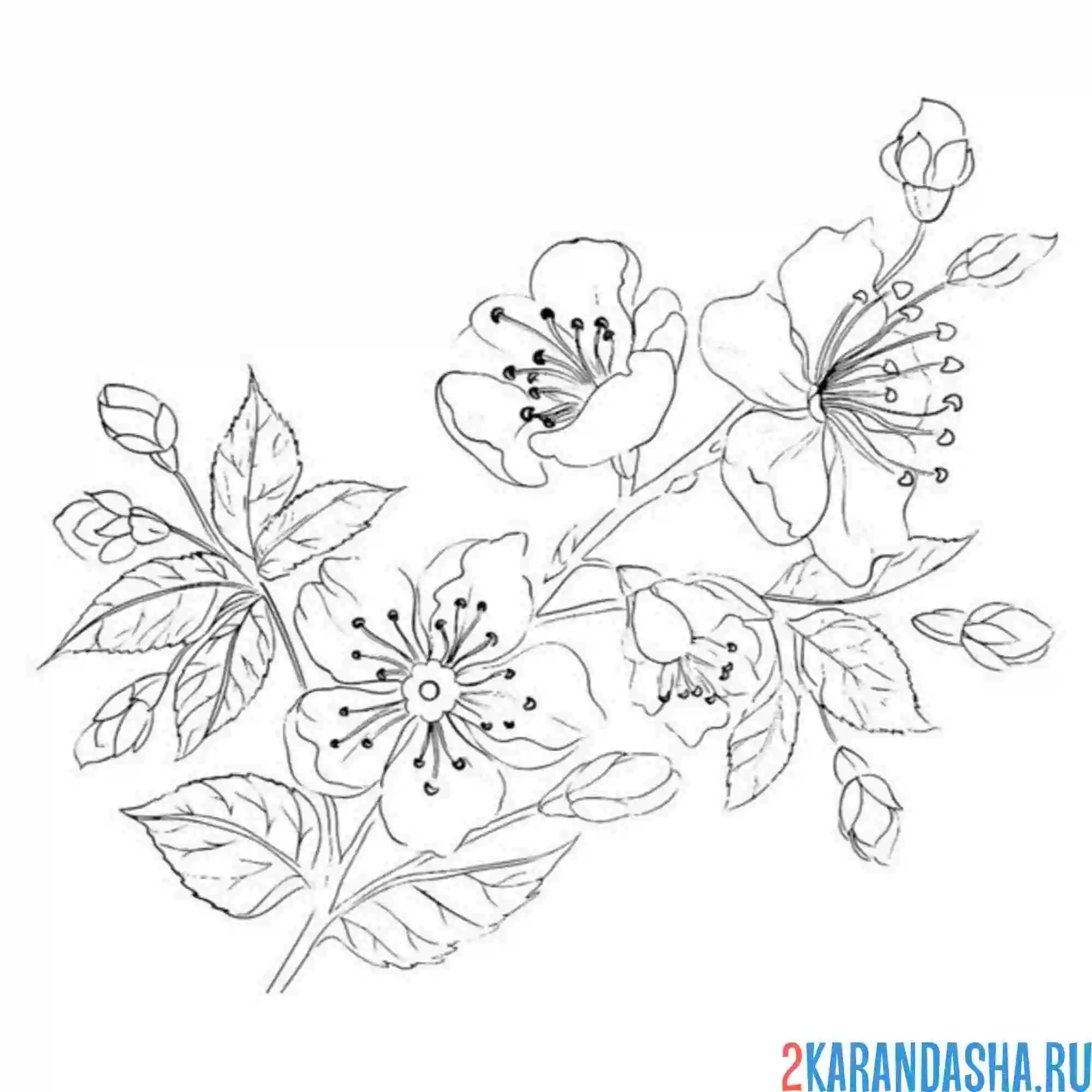 Раскраска сакура расцвела