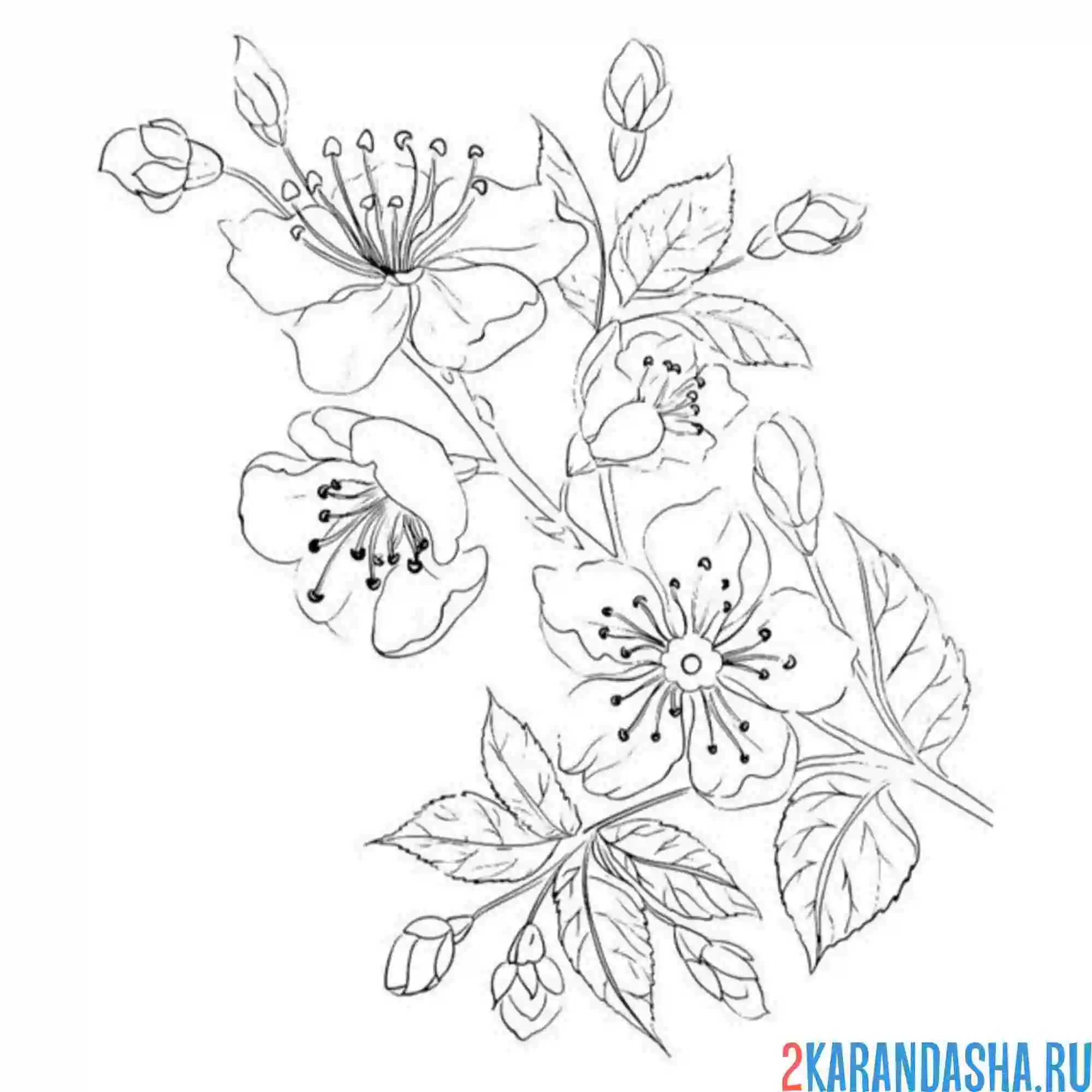 Раскраска веточка сакуры цветущей