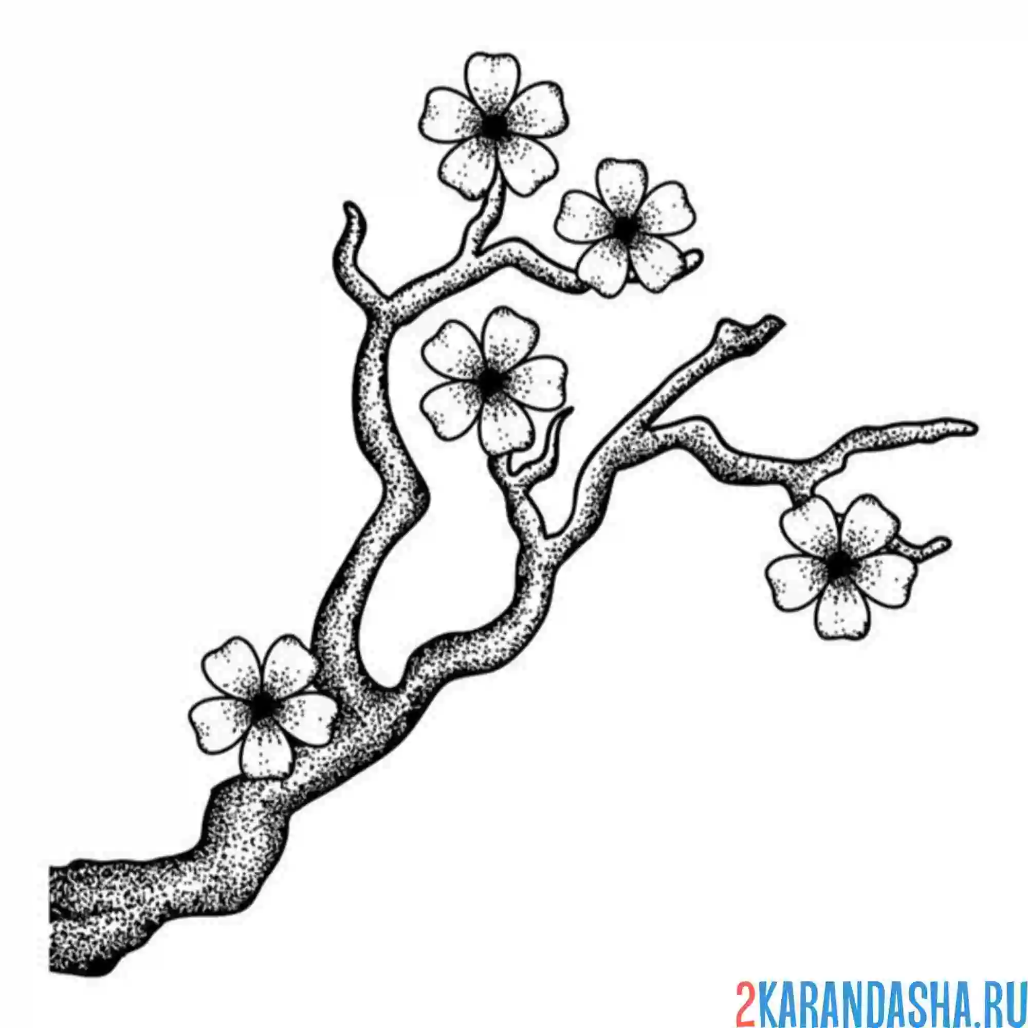 Раскраска сакура маленькая