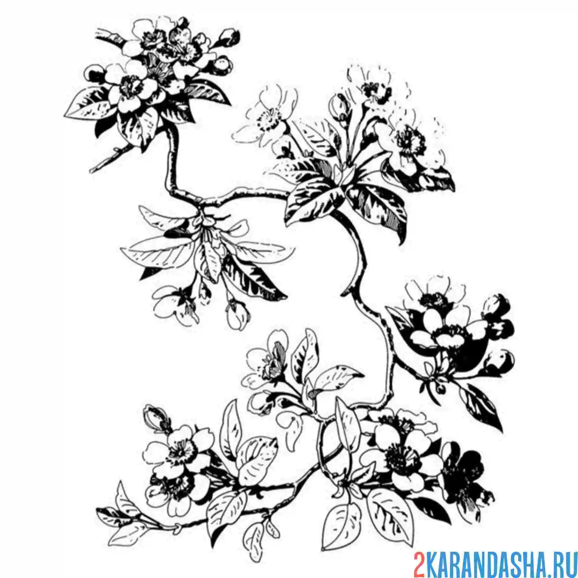 Раскраска ветка сакуры