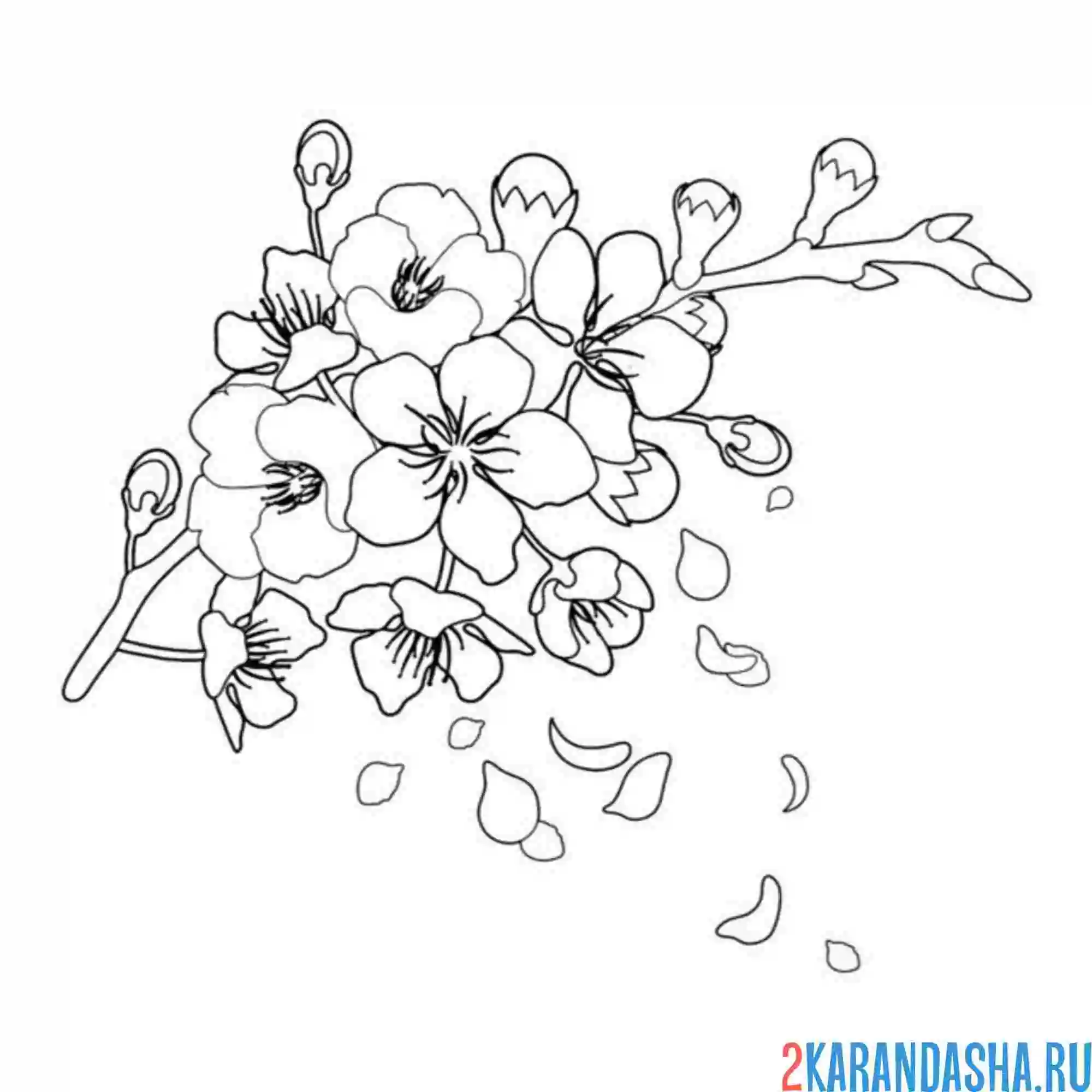 Раскраска сакура цветение осыпается