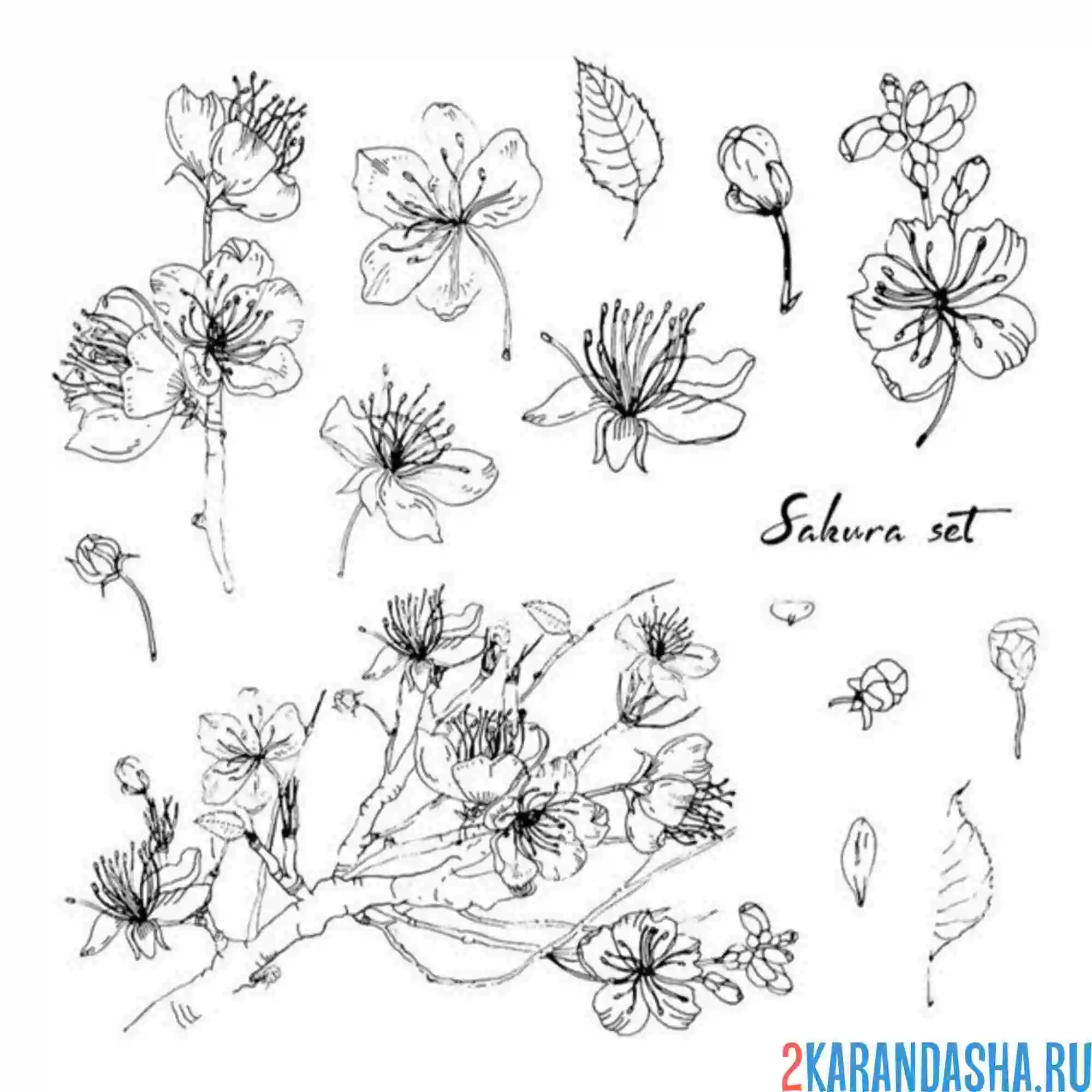 Раскраска сакура разбор