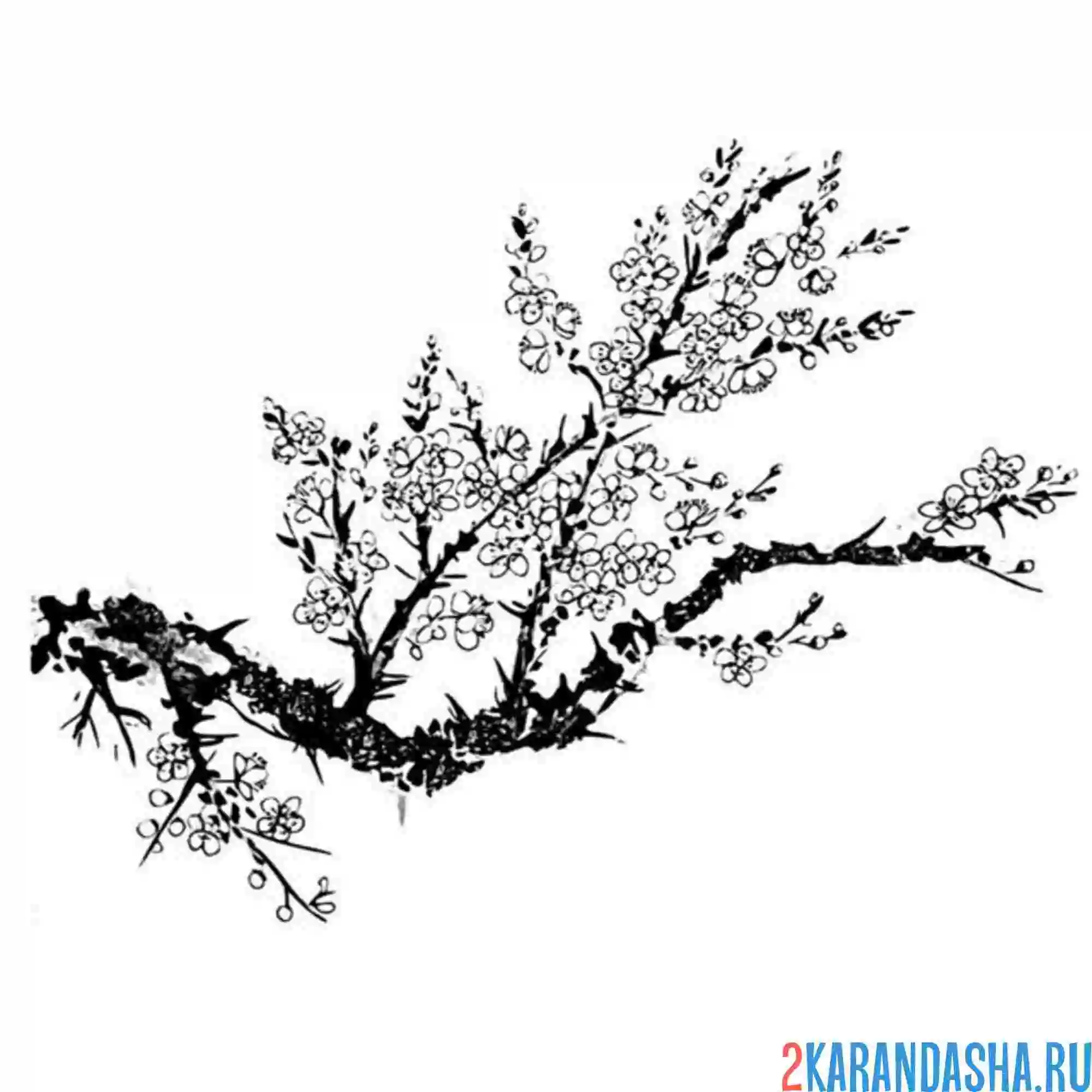 Раскраска ветка сакура цветет