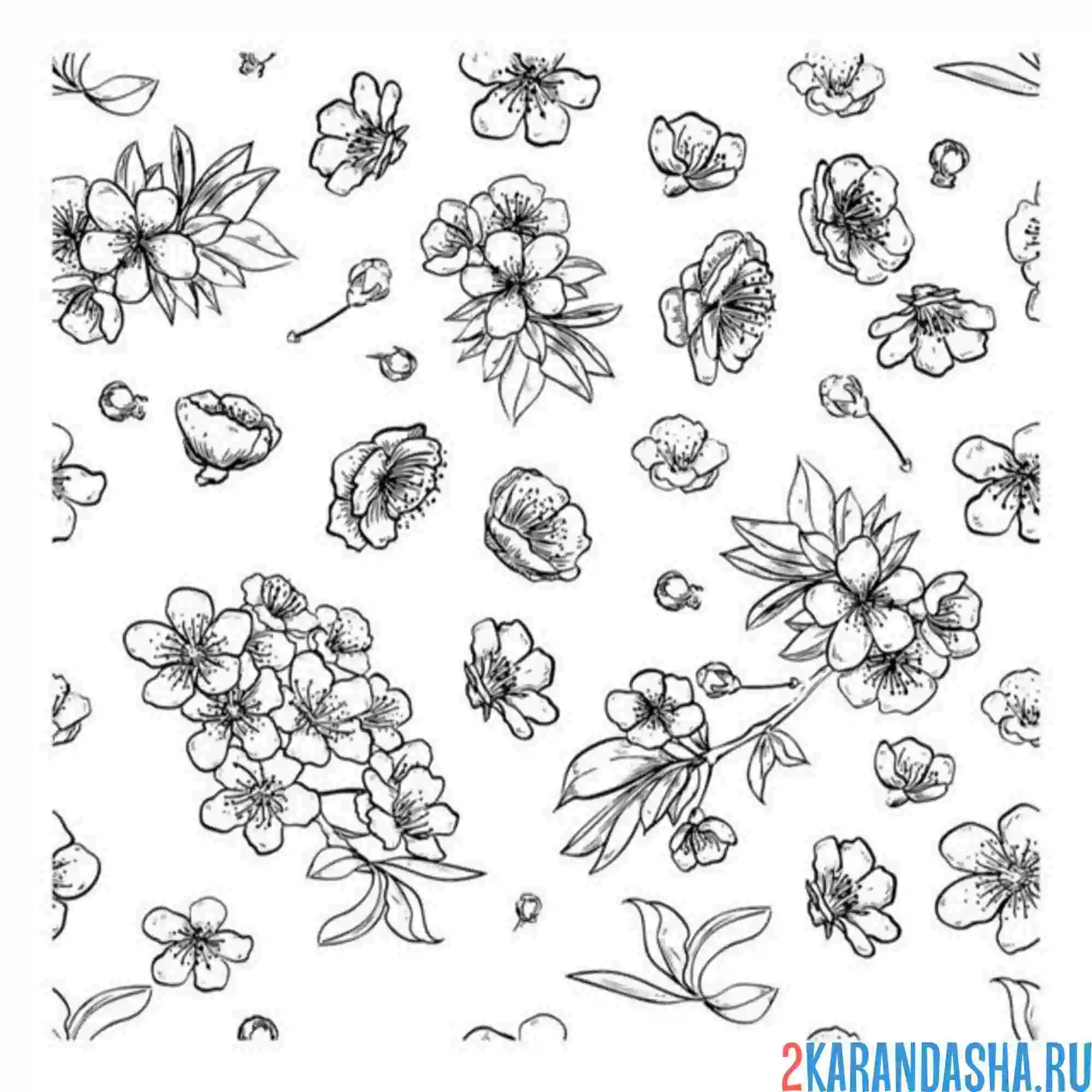 Раскраска сакура фон