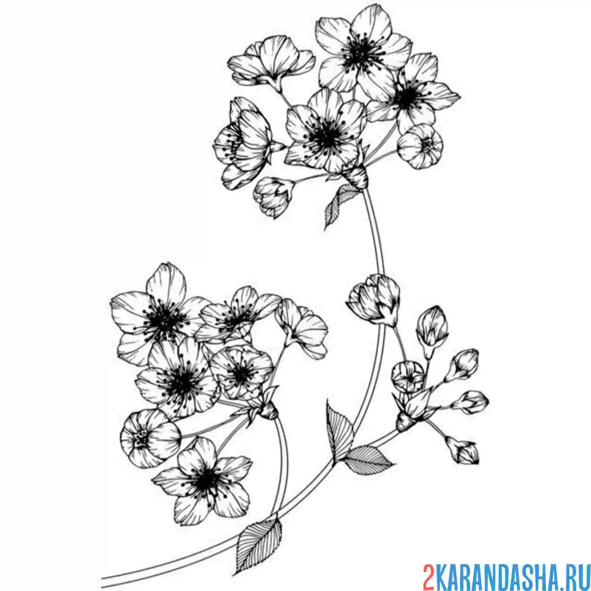 Раскраска красивая цветущая сакура