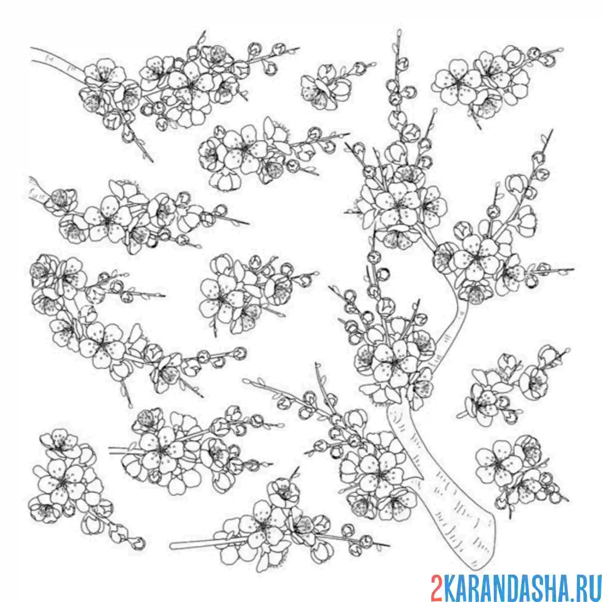 Раскраска сакура цветы