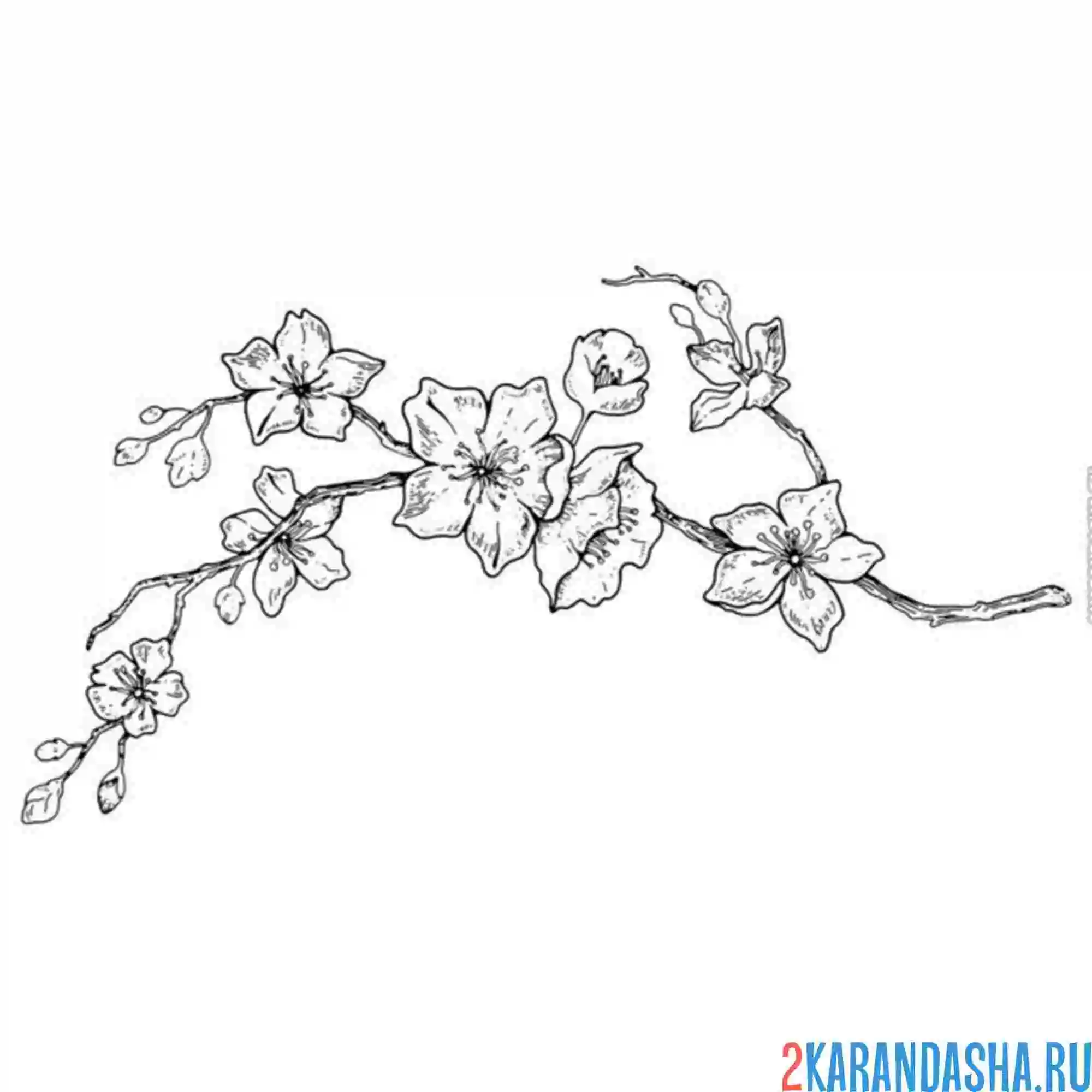 Раскраска иллюстрация сакура