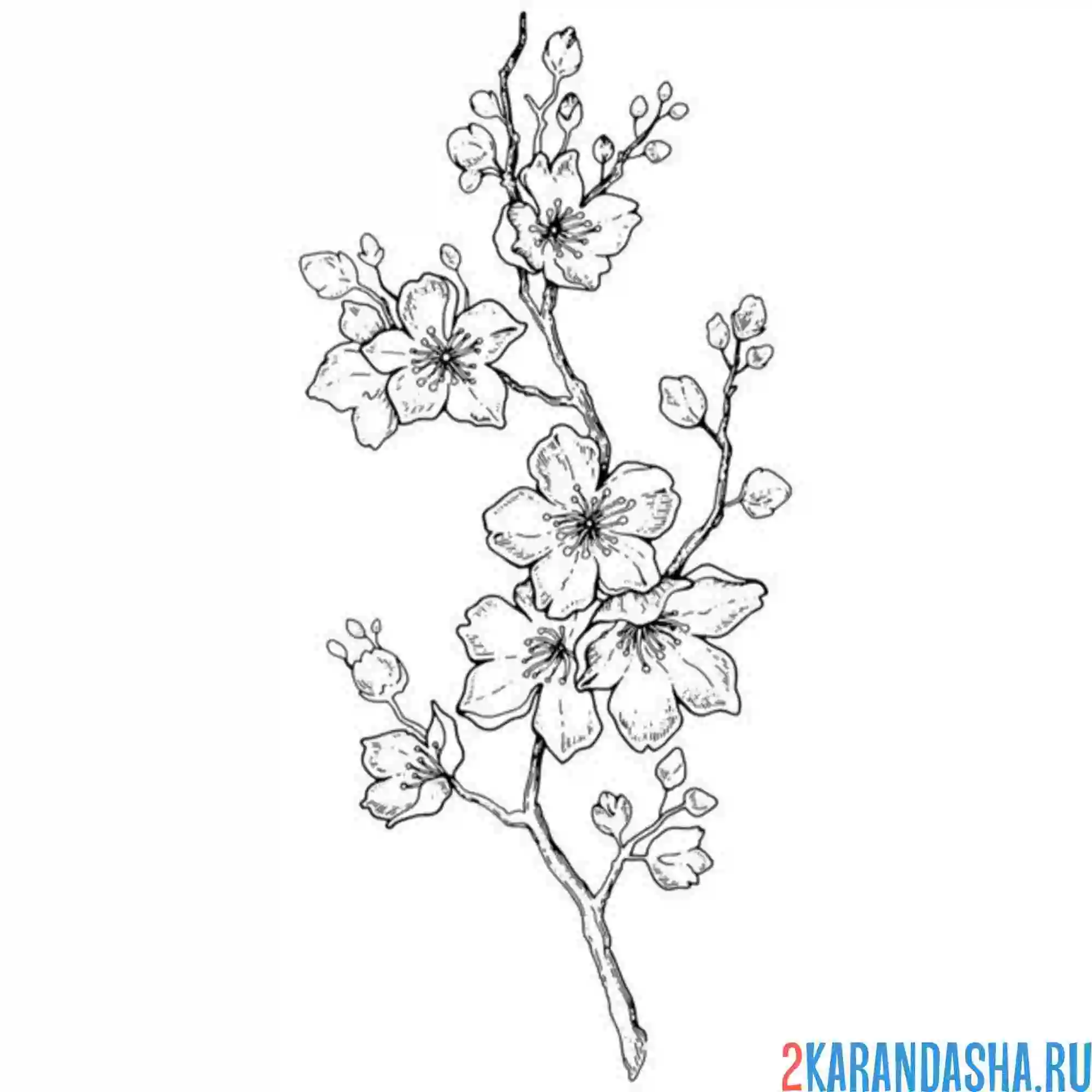 Раскраска сакура цветочек веточка