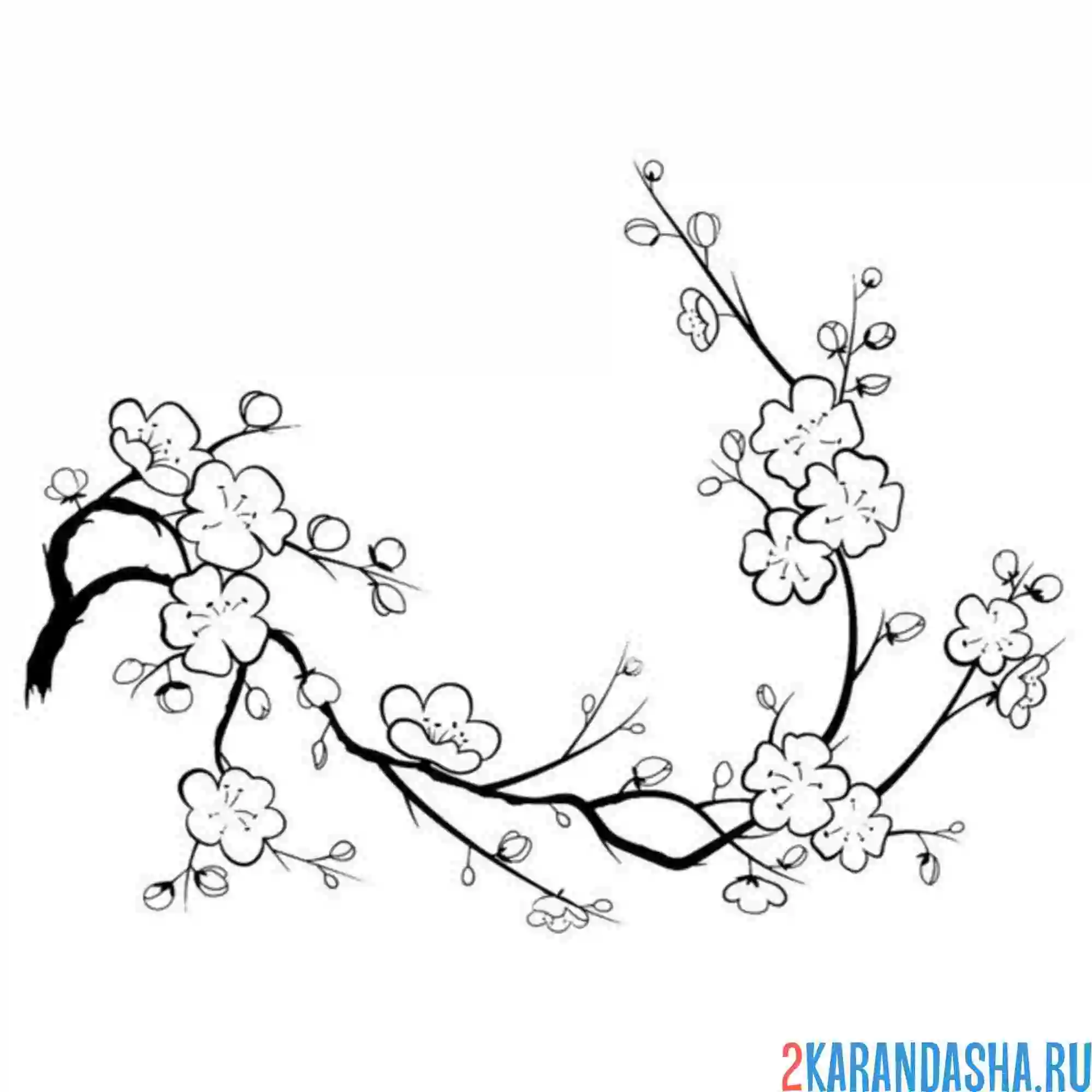 Раскраска сакура распустилась