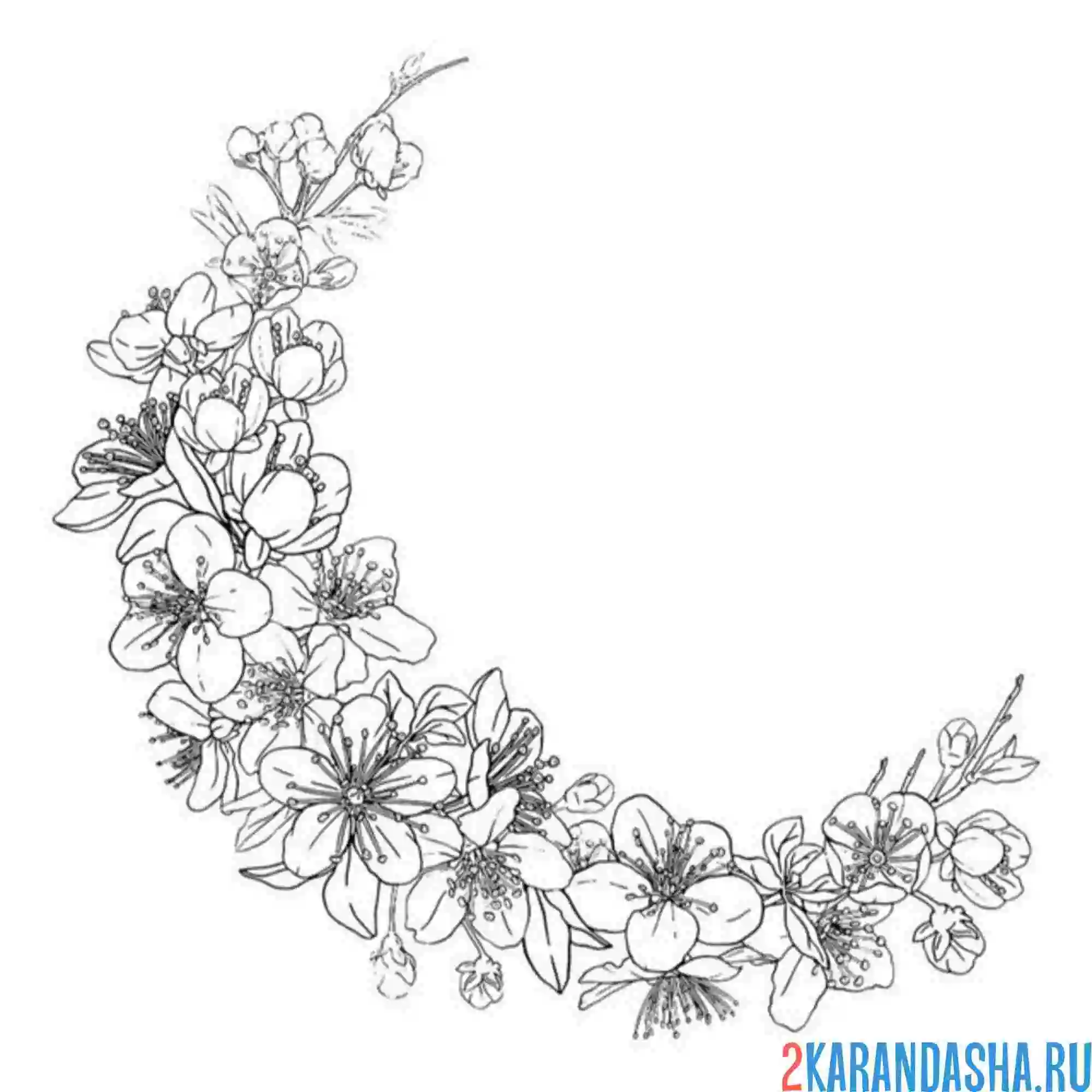 Раскраска месяц из сакуры