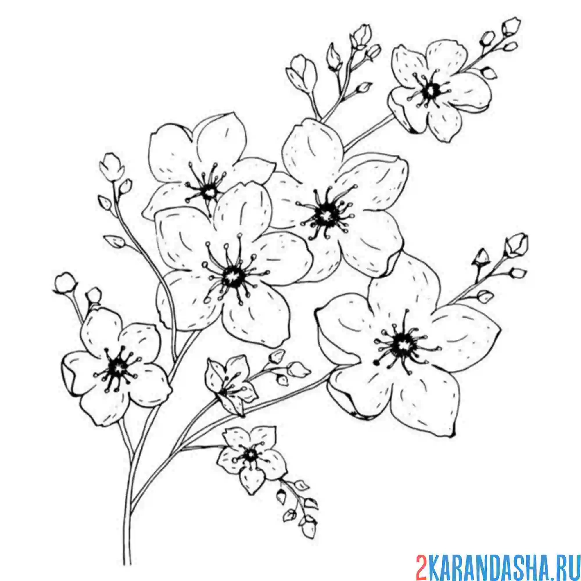 Раскраска пушистая веточка сакуры