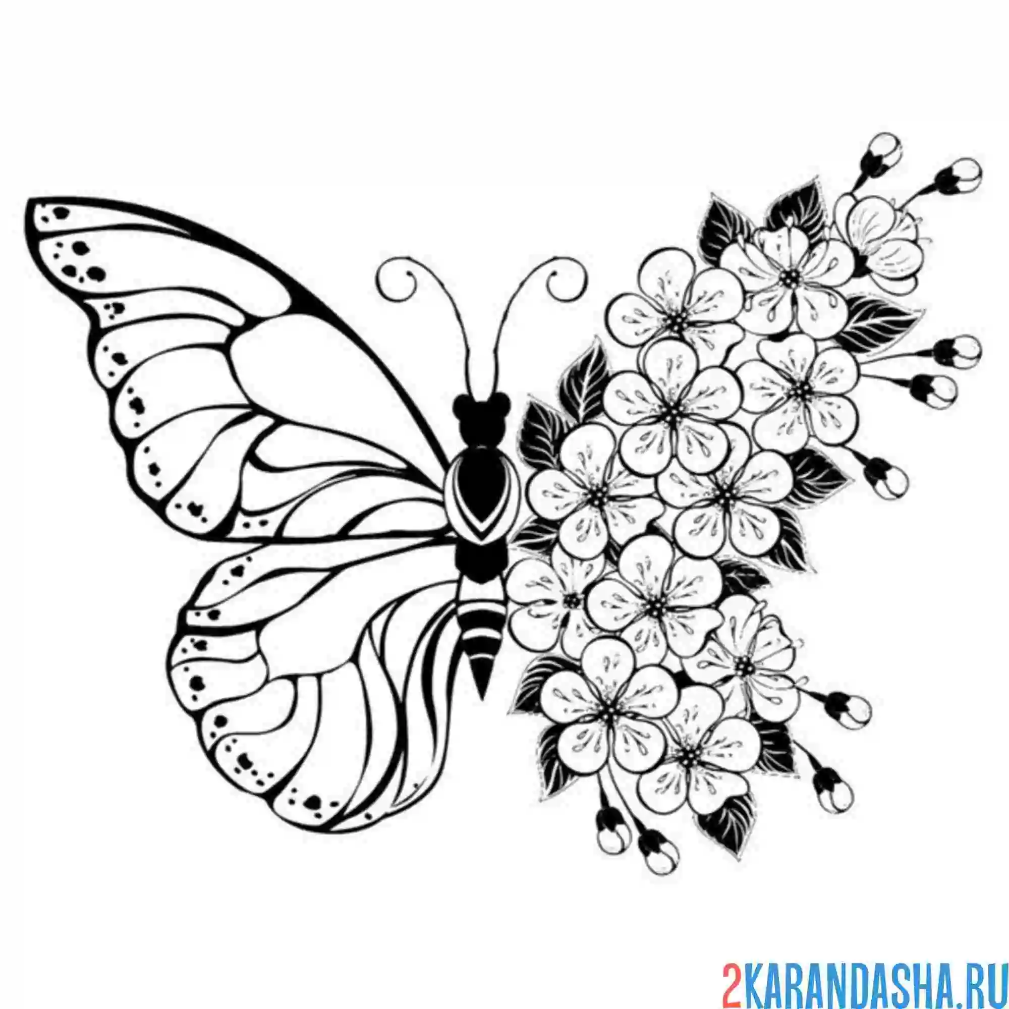 Раскраска бабочка их сакуры