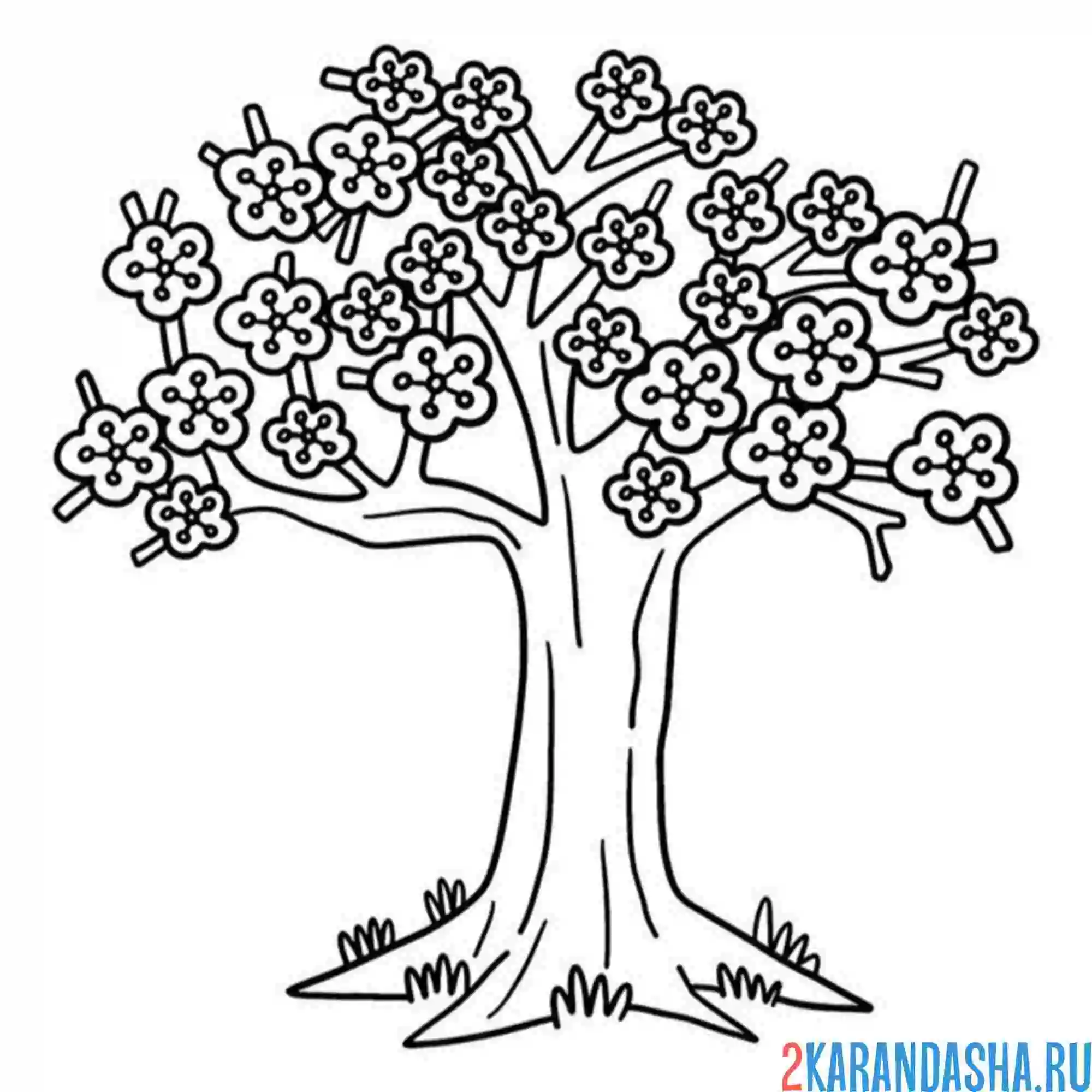 Раскраска дерево сакура