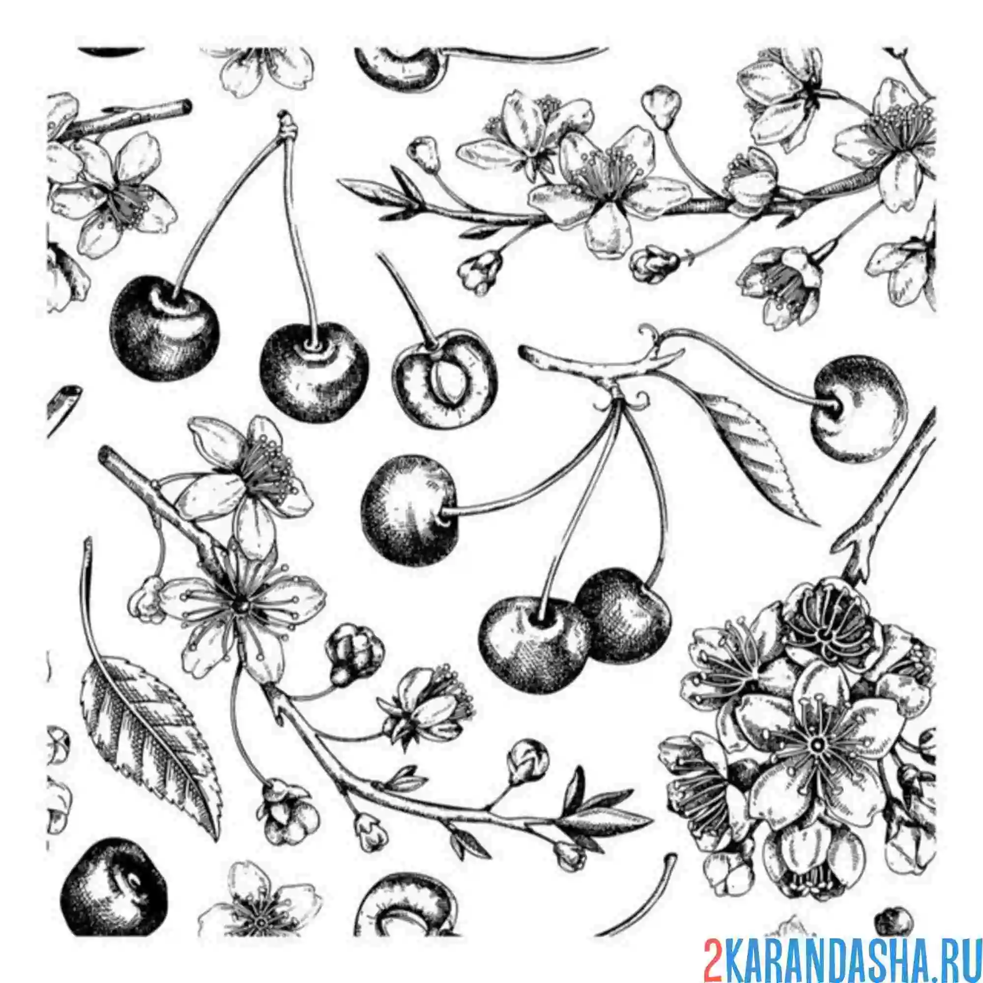Раскраска ягоды вишня цветет