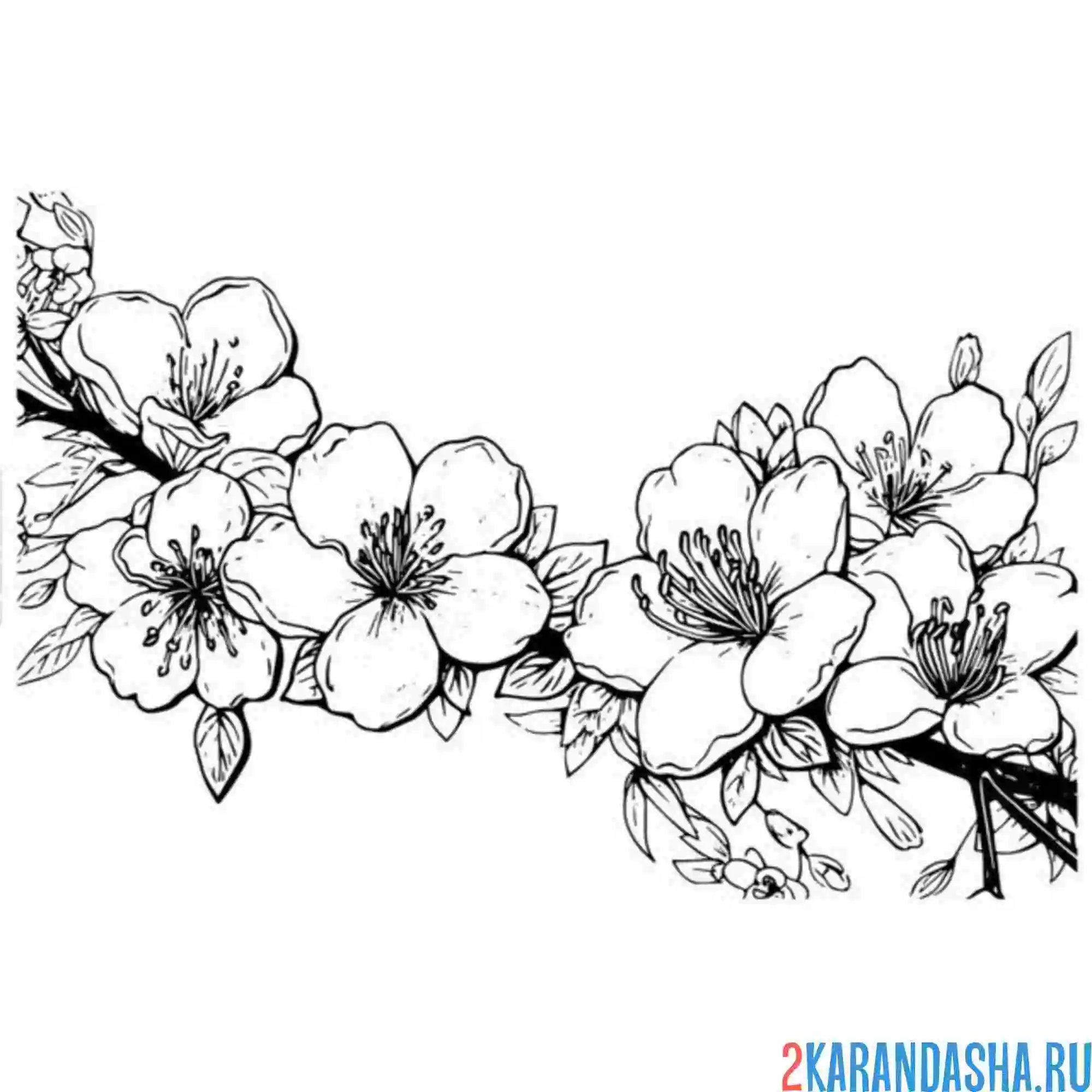 Раскраска весенняя сакура цветет