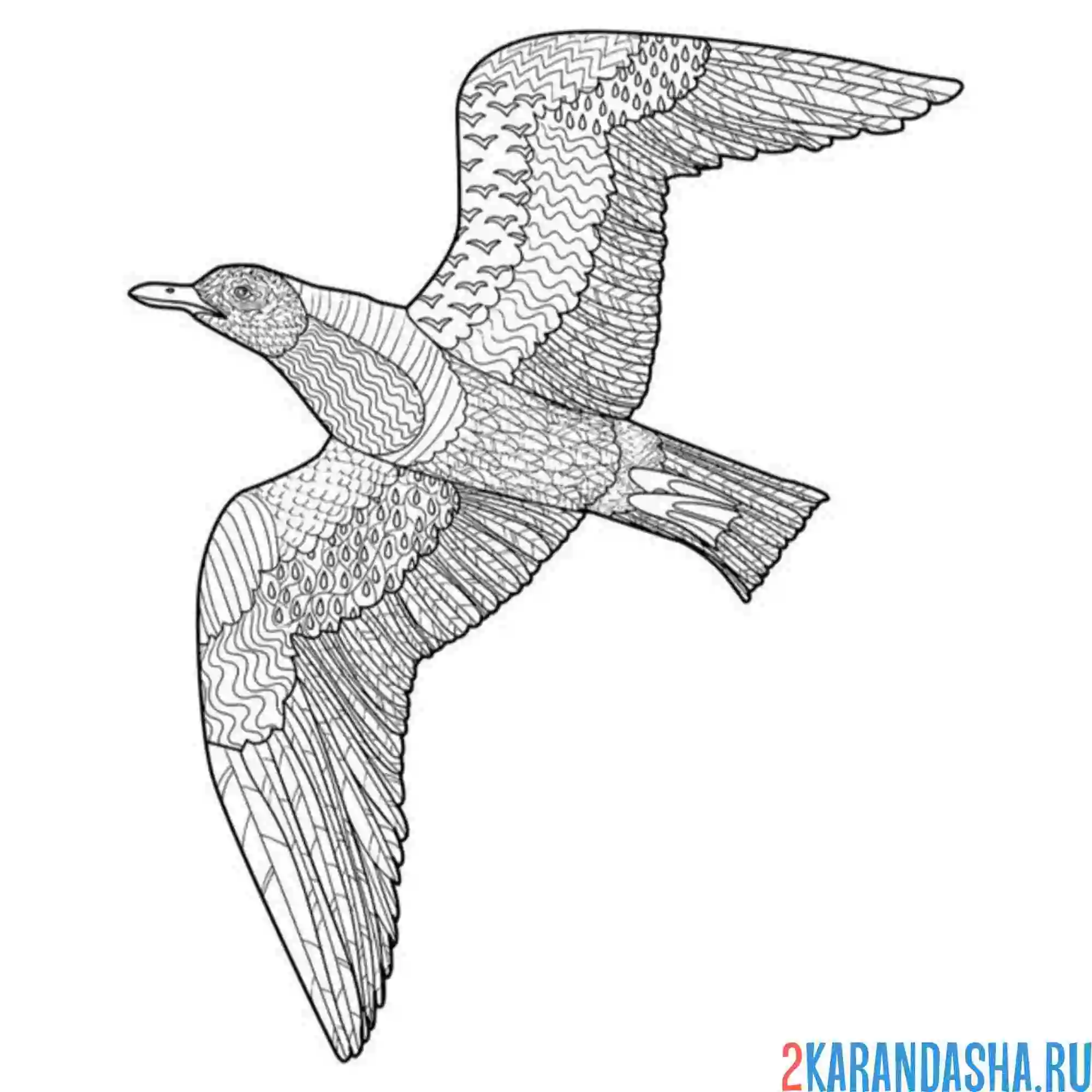 Раскраска антистресс чайка