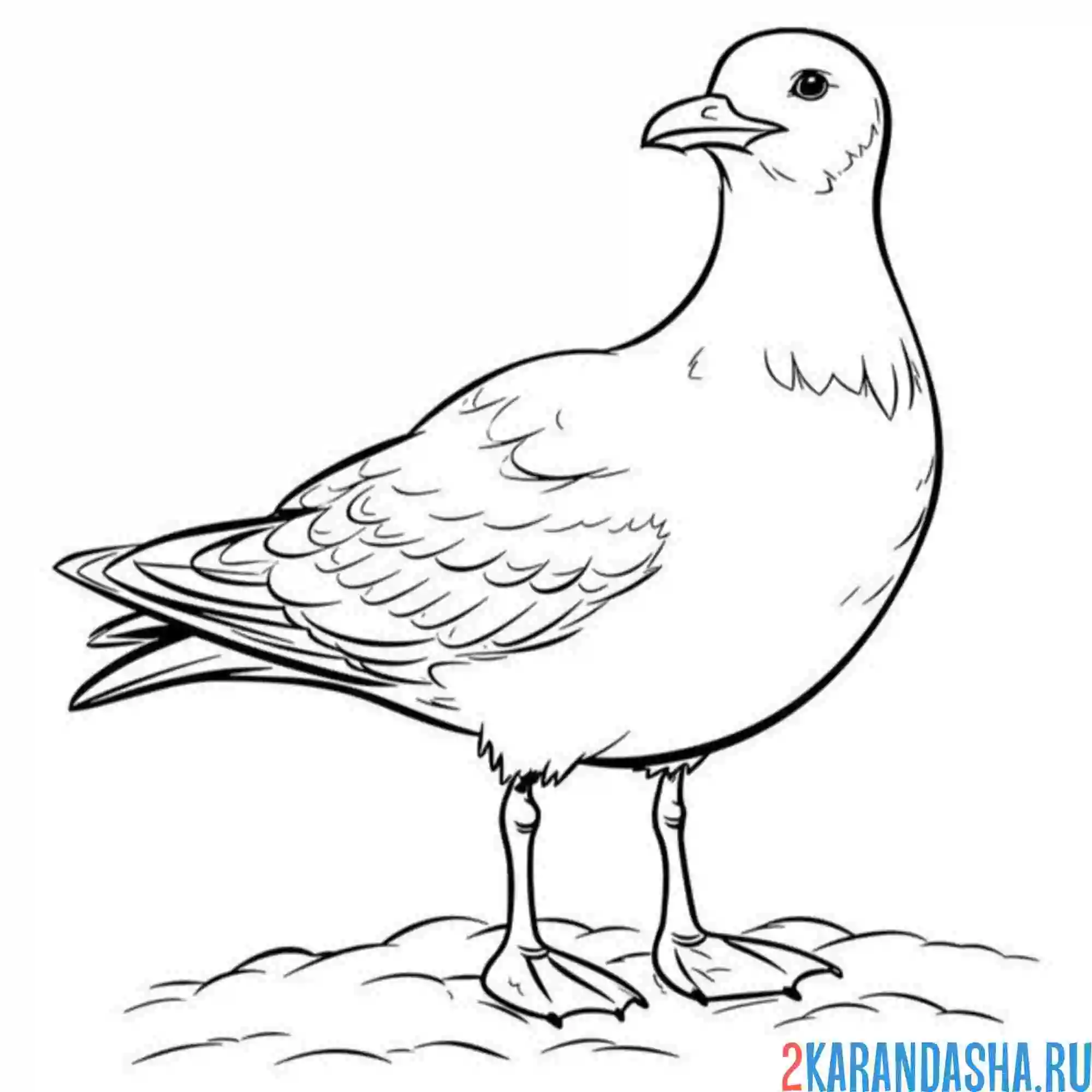 Раскраска живая чайка