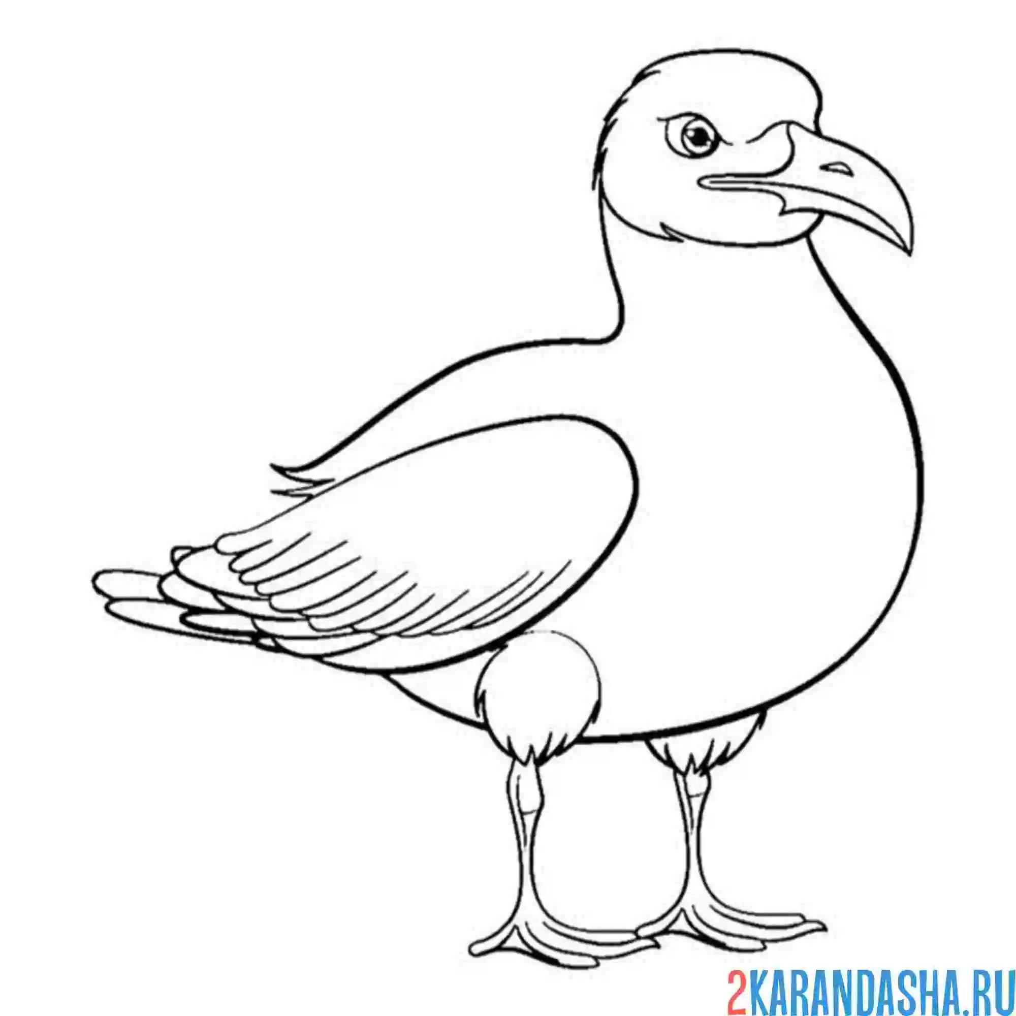Раскраска птичка чайка