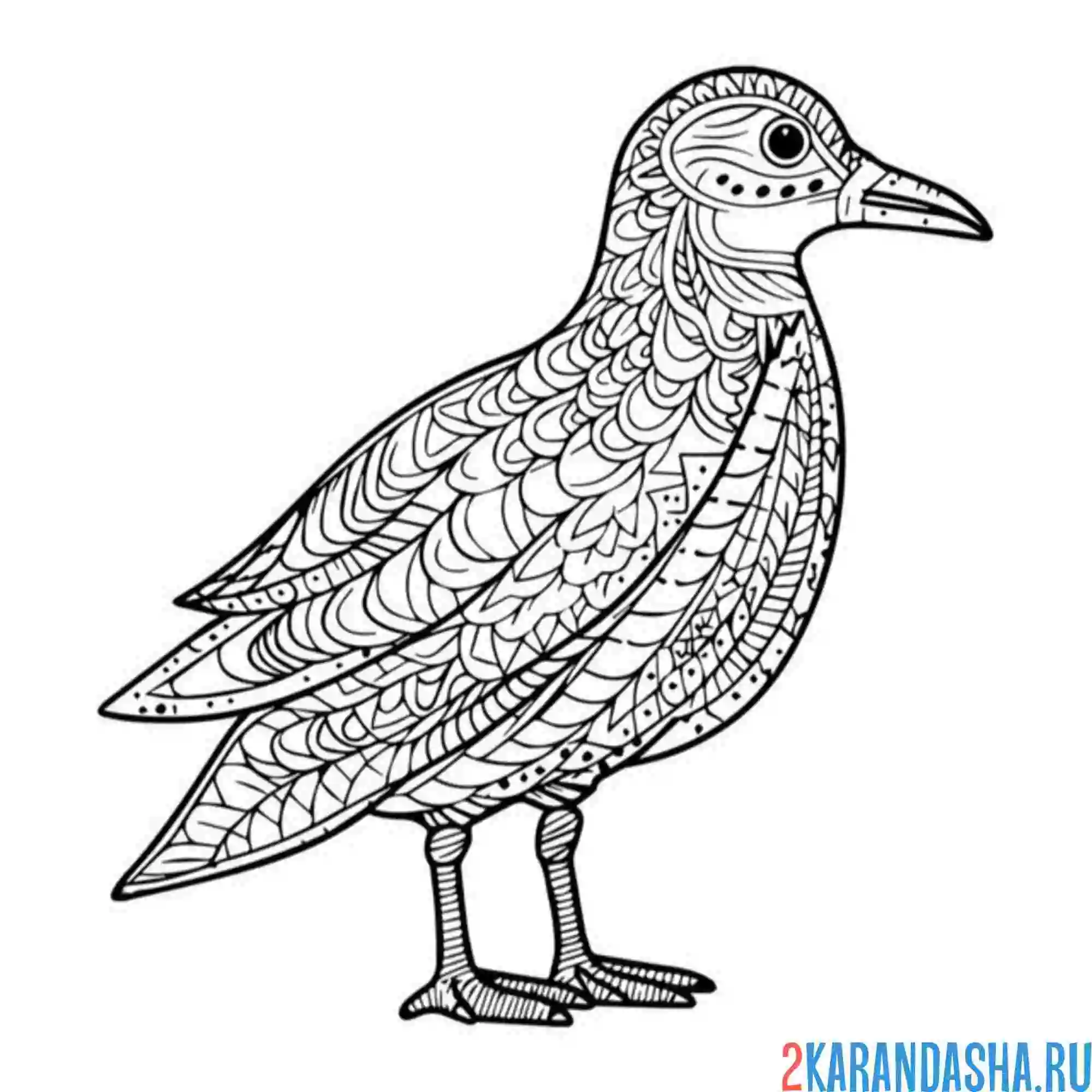 Раскраска антистресс птица чайка