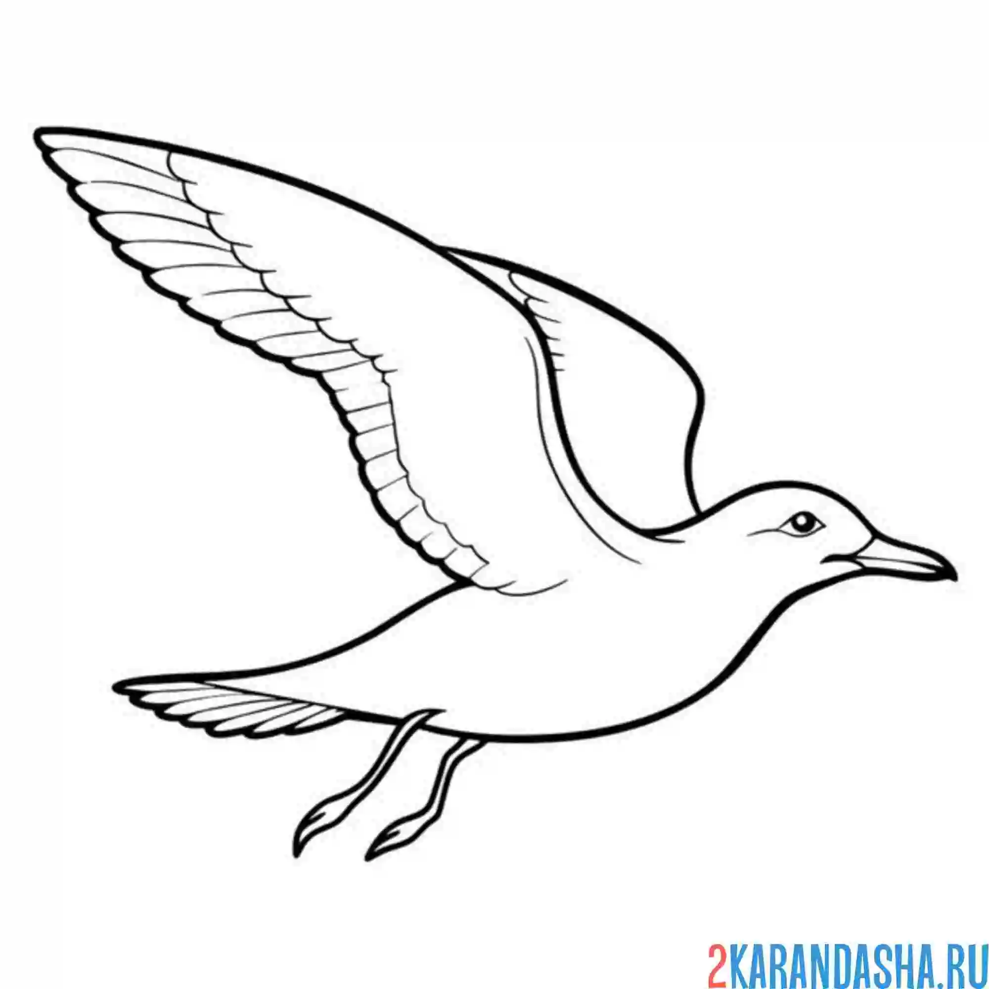 Раскраска чайка летит