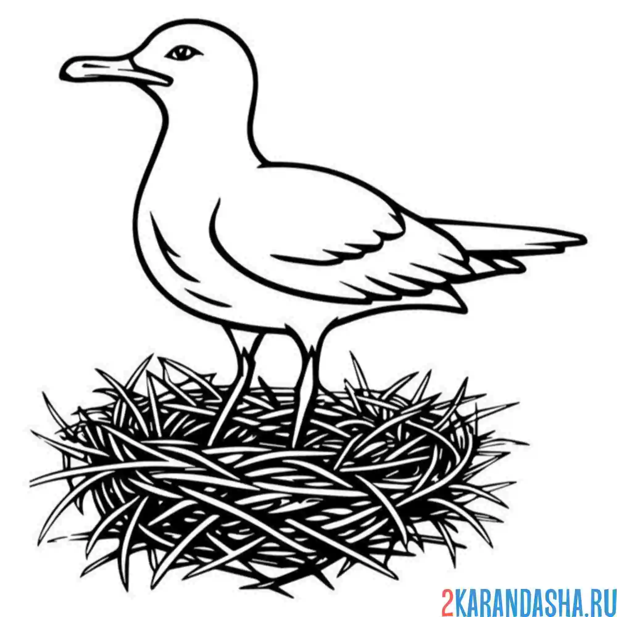 Раскраска чайка и гнездо