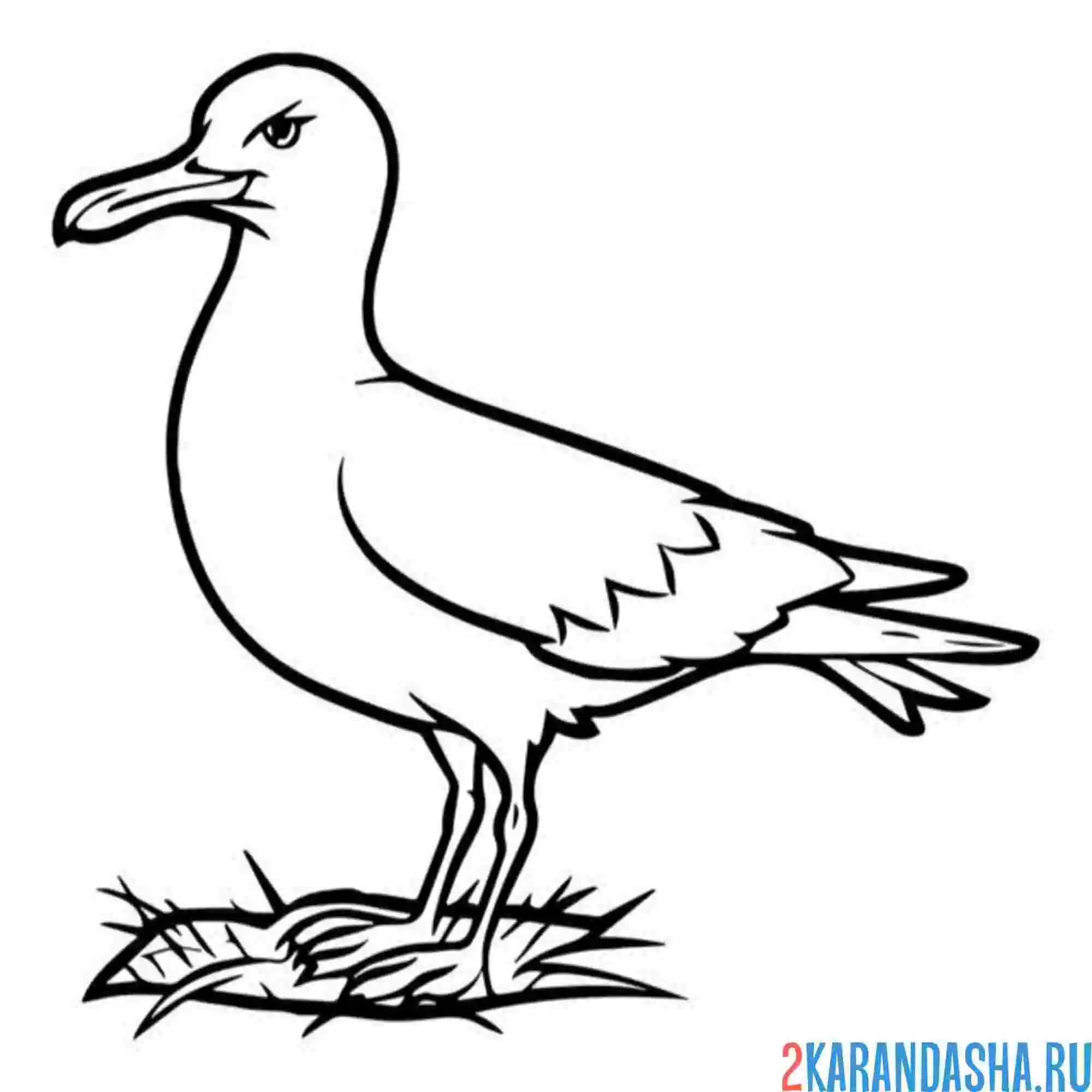Раскраска чайка на травке