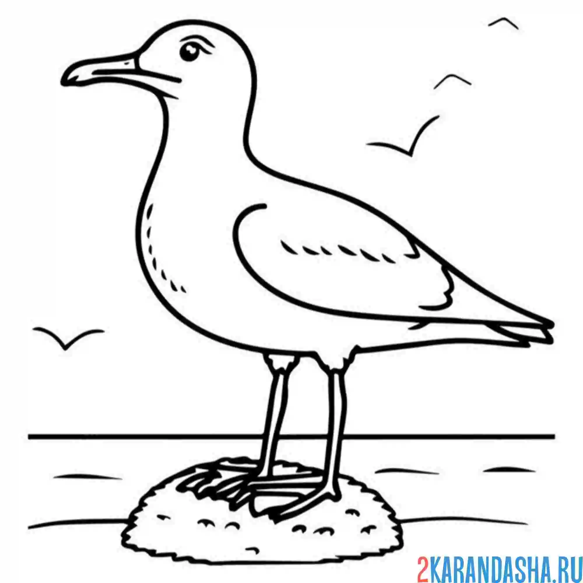 Раскраска чайка на камне