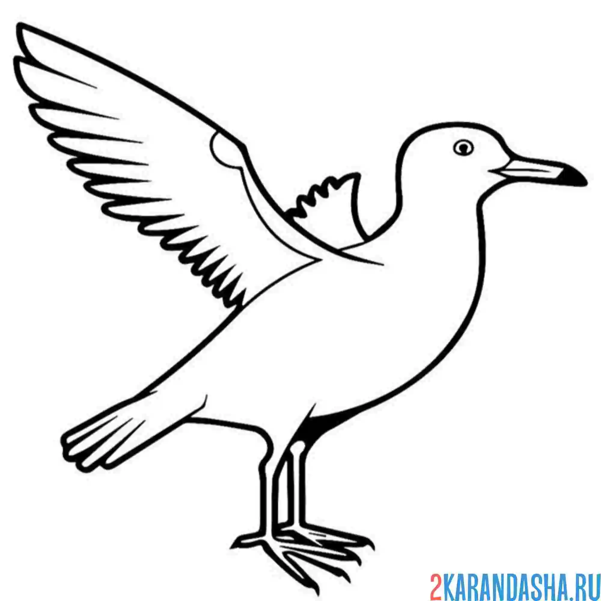 Раскраска чайка взлетает