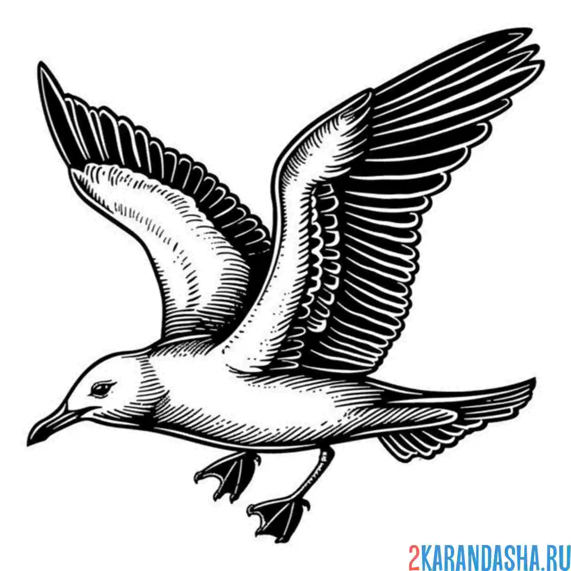 Раскраска настоящая чайка