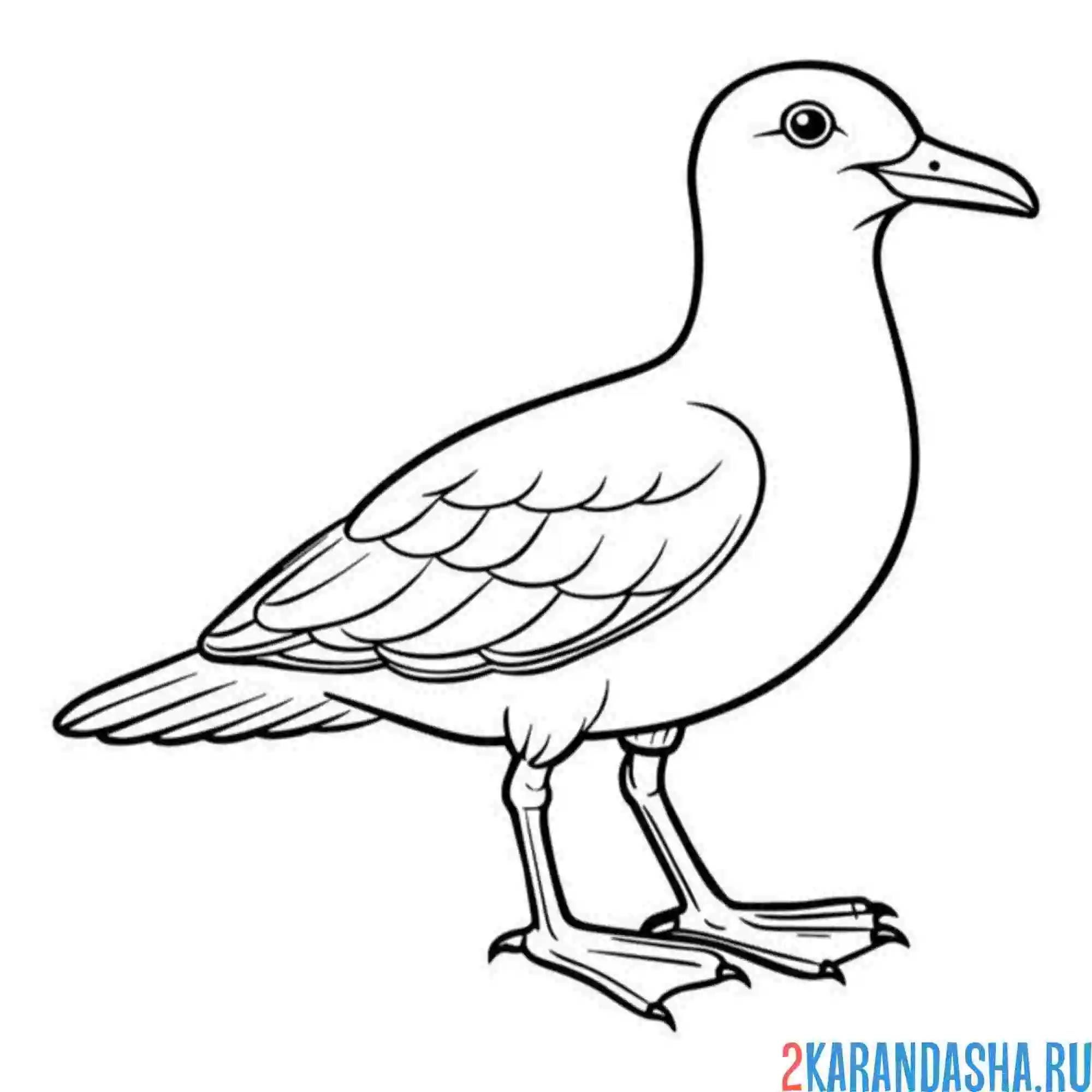 Раскраска курлы чайка