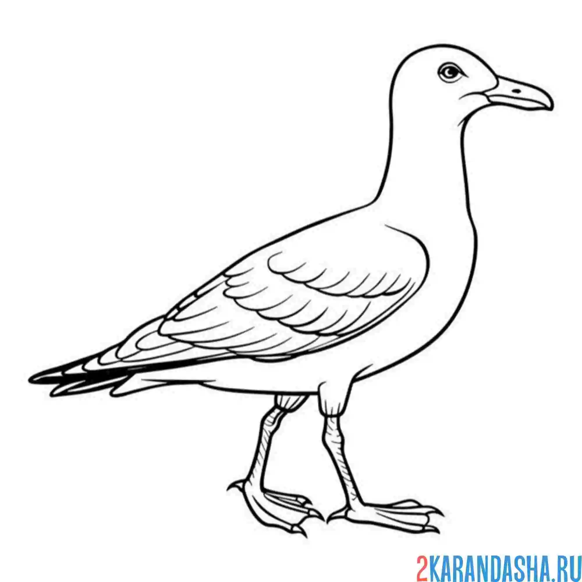 Раскраска чайка шагает