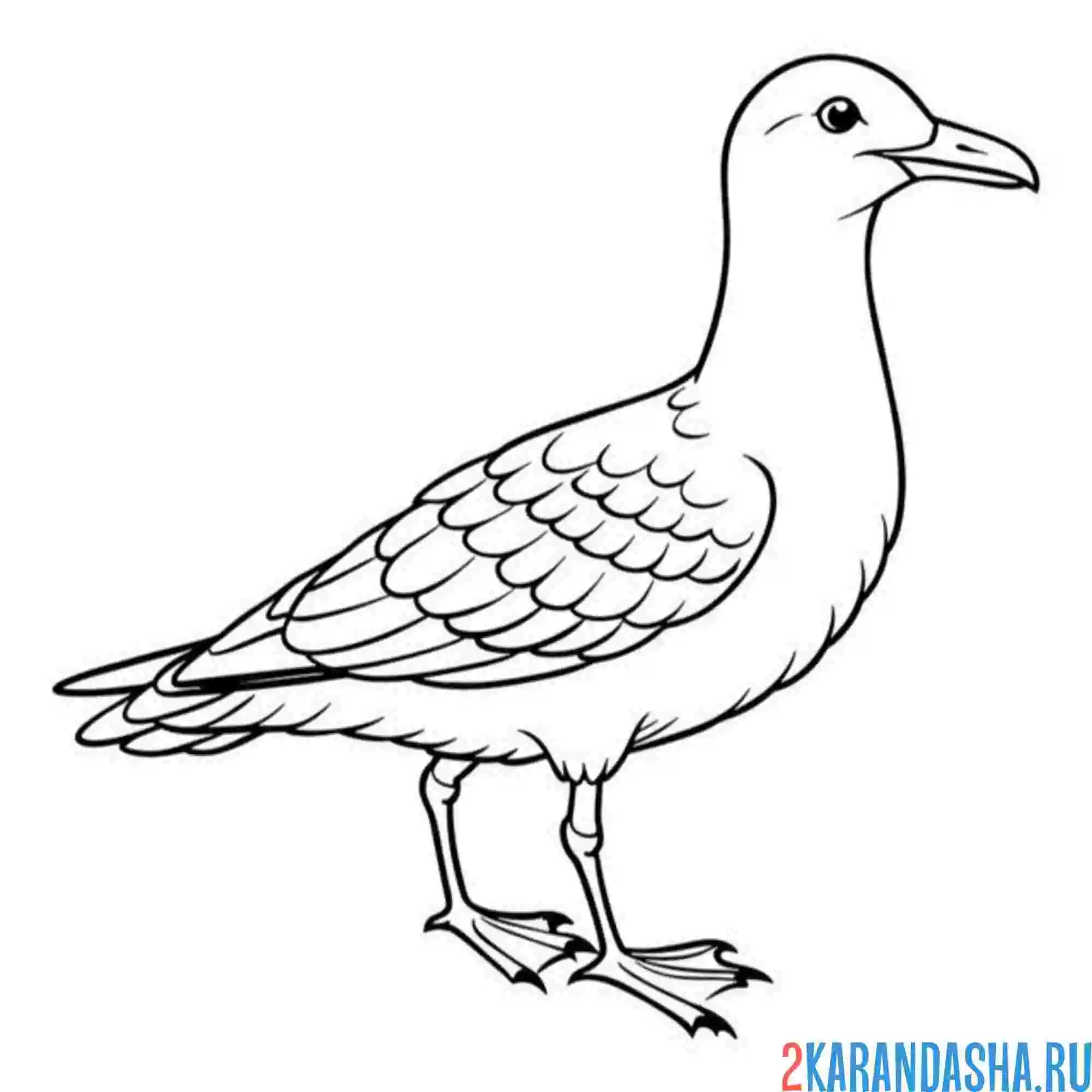 Раскраска альбатрос
