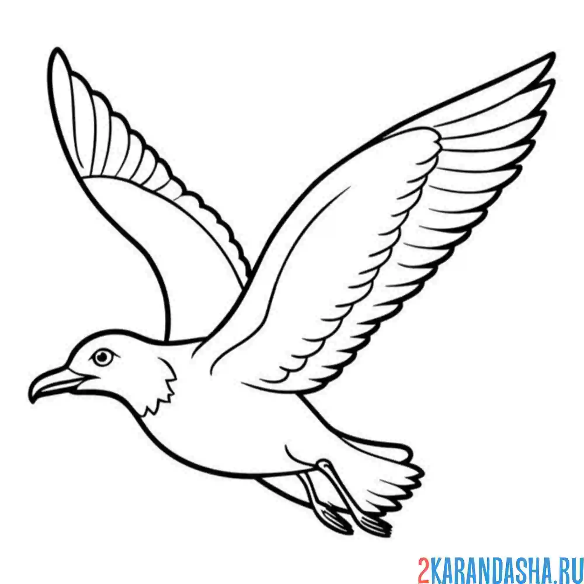 Раскраска чайка хорошо летает