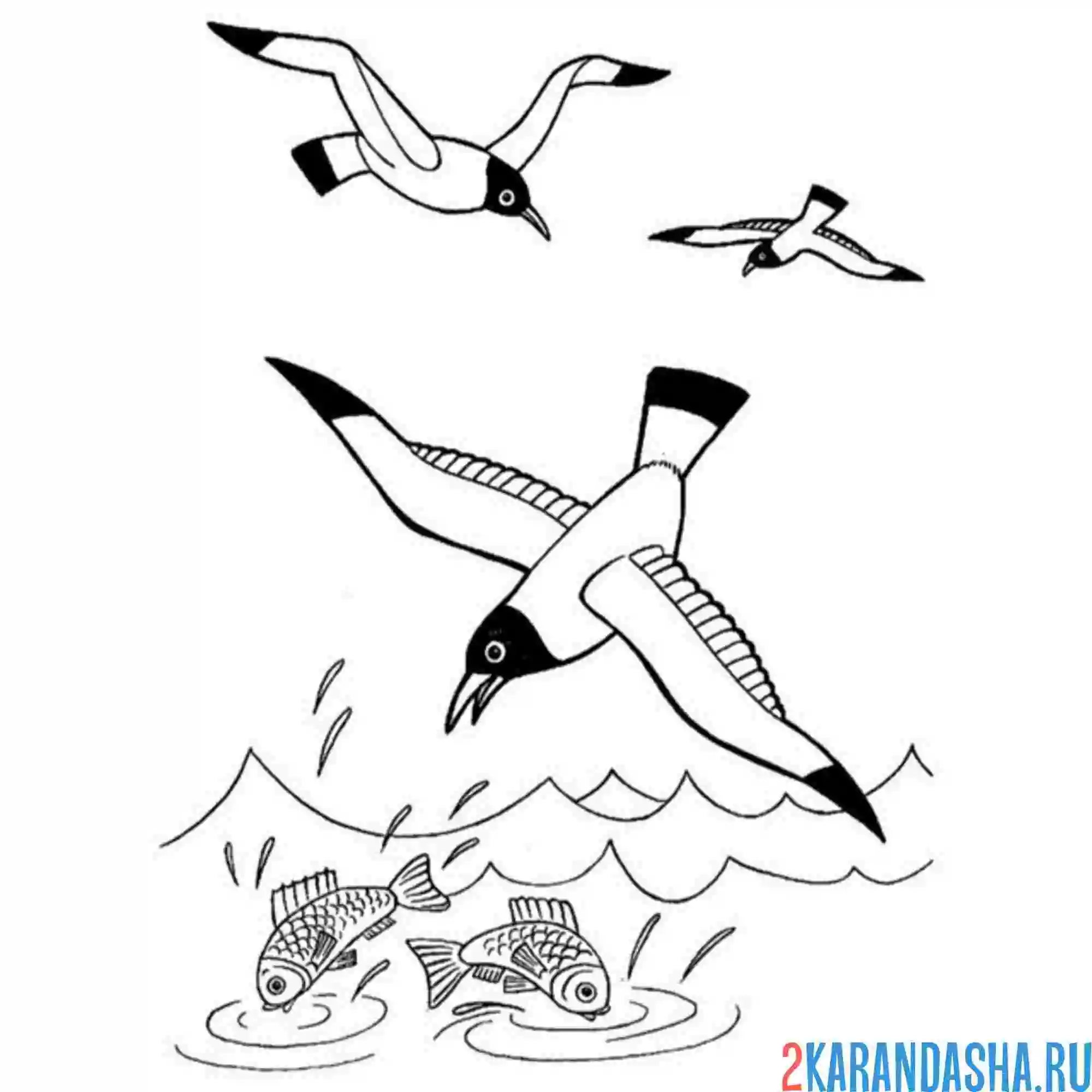 Раскраска чайки нашли едц
