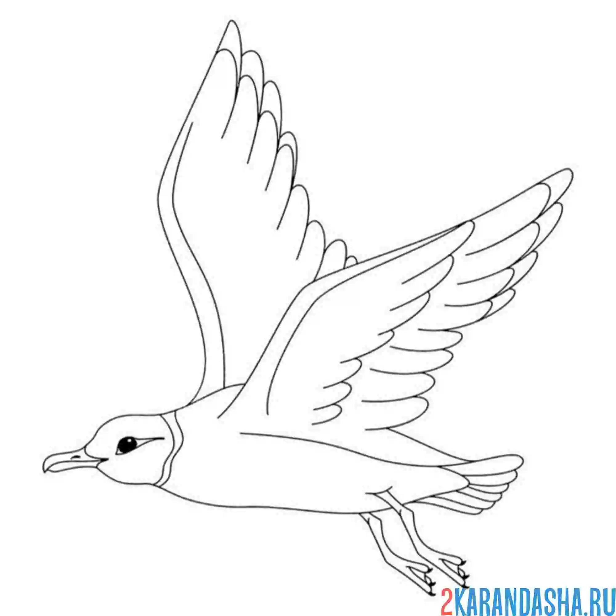 Раскраска чайка крылья