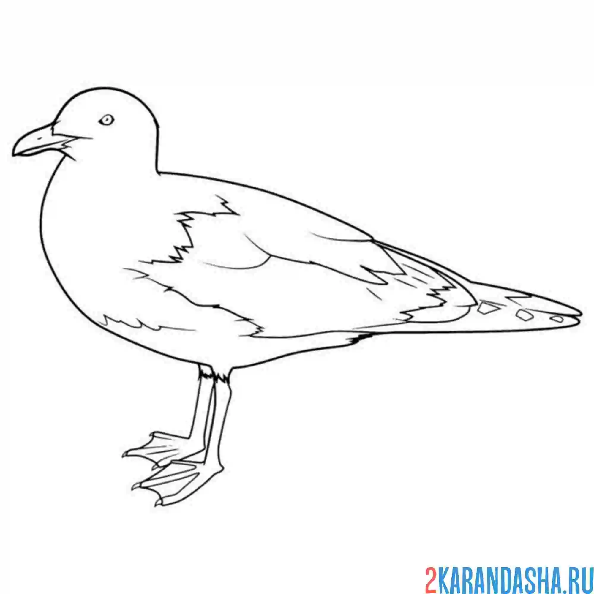 Раскраска альбатрос птица