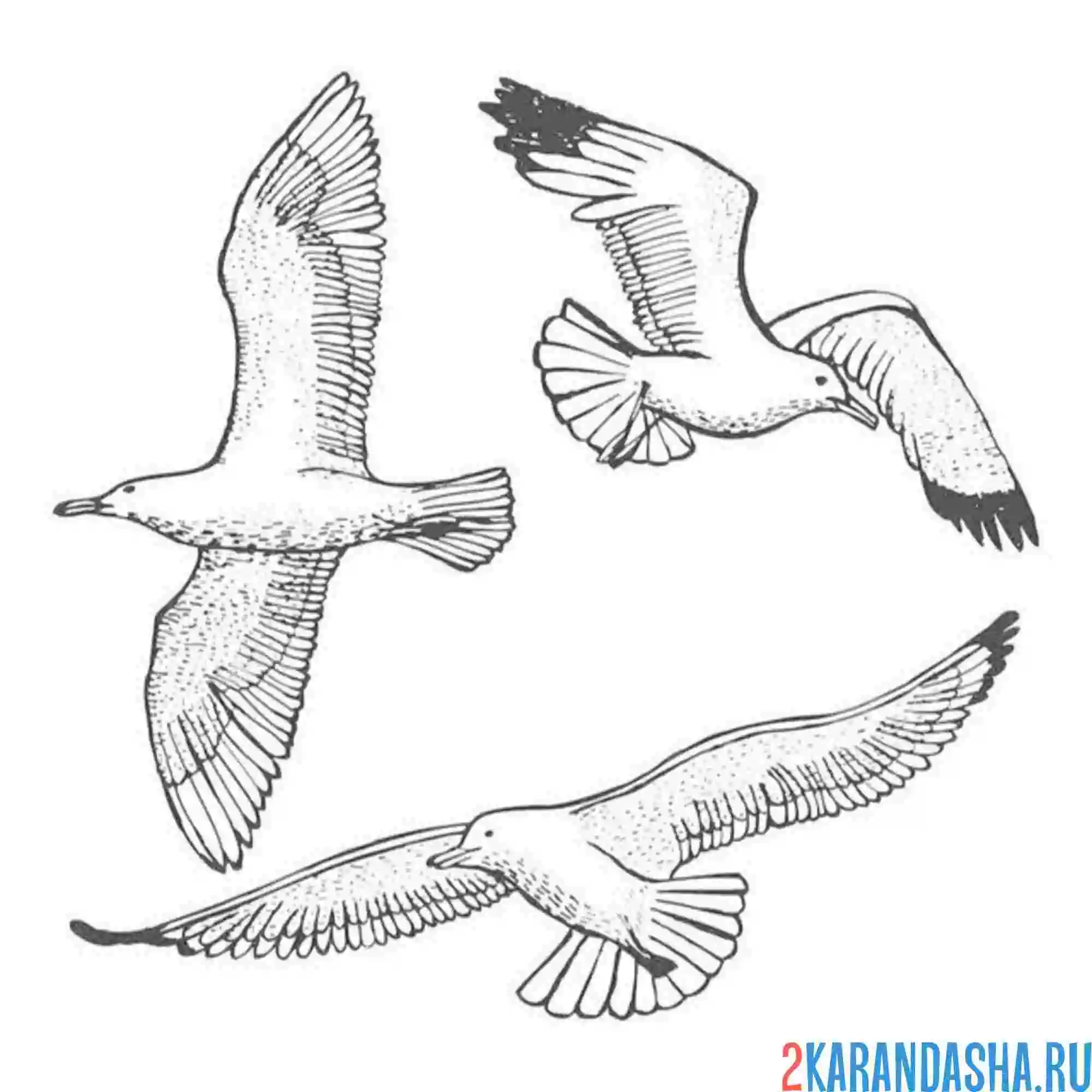 Раскраска три чайки